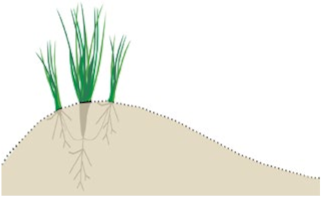 Sustainability 13 06268 i003