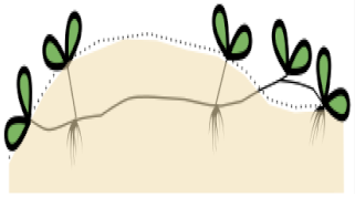 Sustainability 13 06268 i004