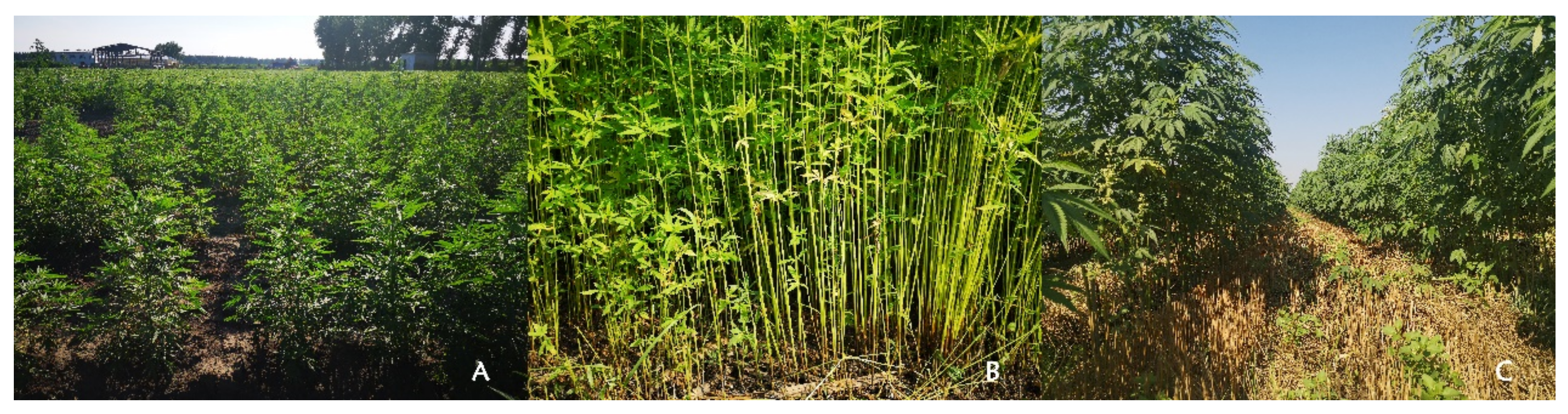 Sustainability 13 06419 g003