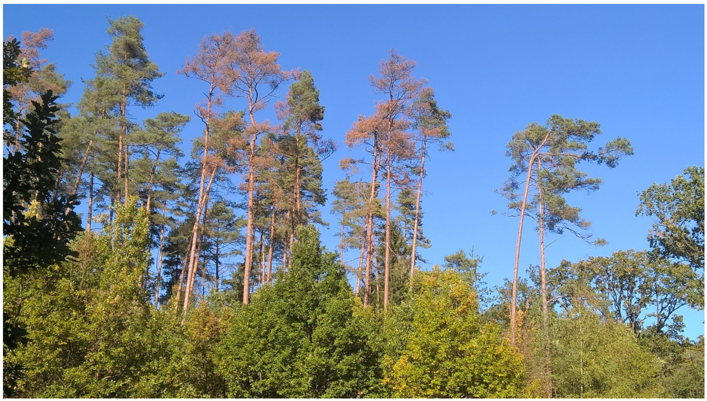 Sustainability 13 06522 g001