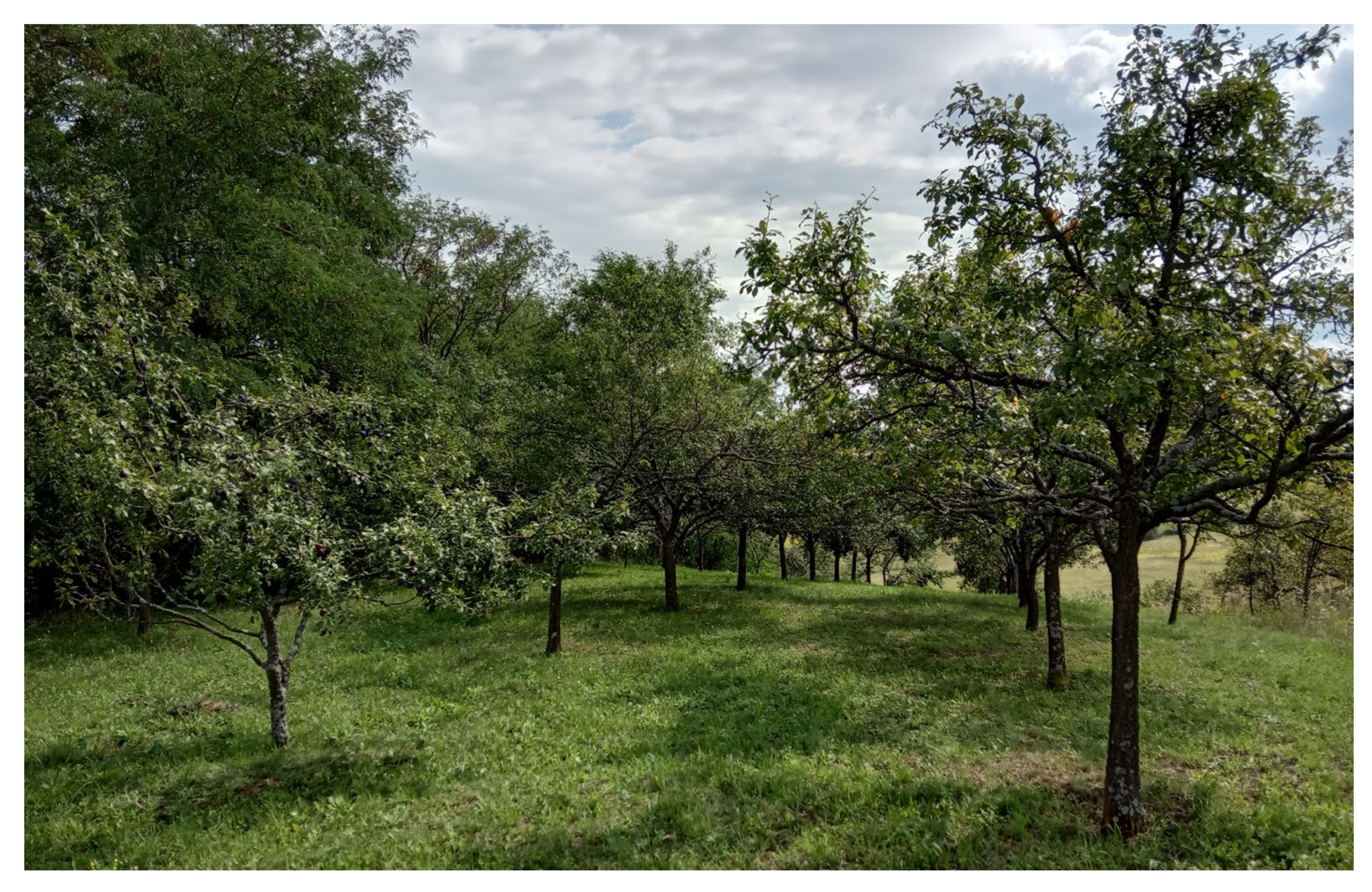 Sustainability 13 06676 g005