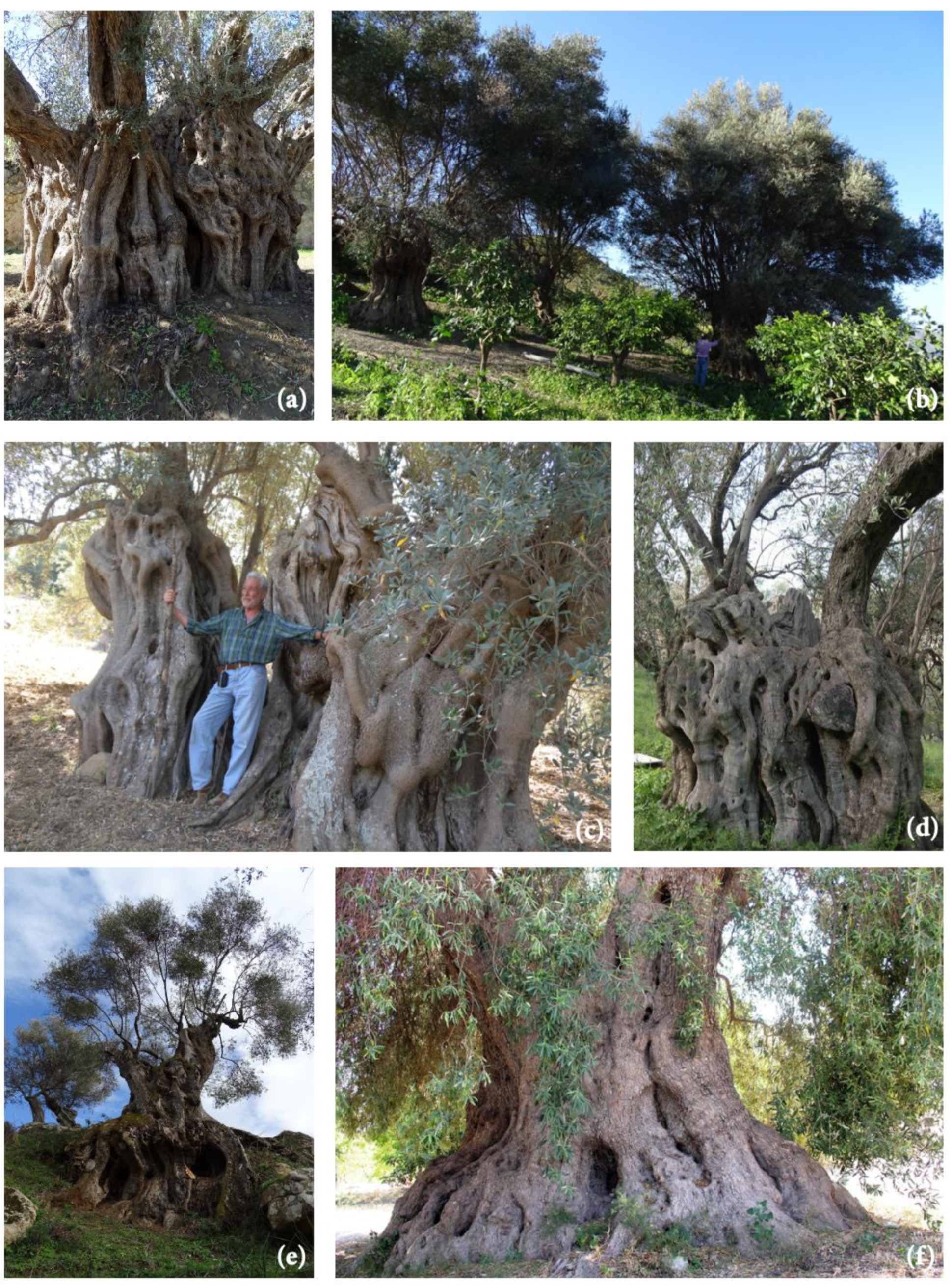 Sustainability 13 06767 g003