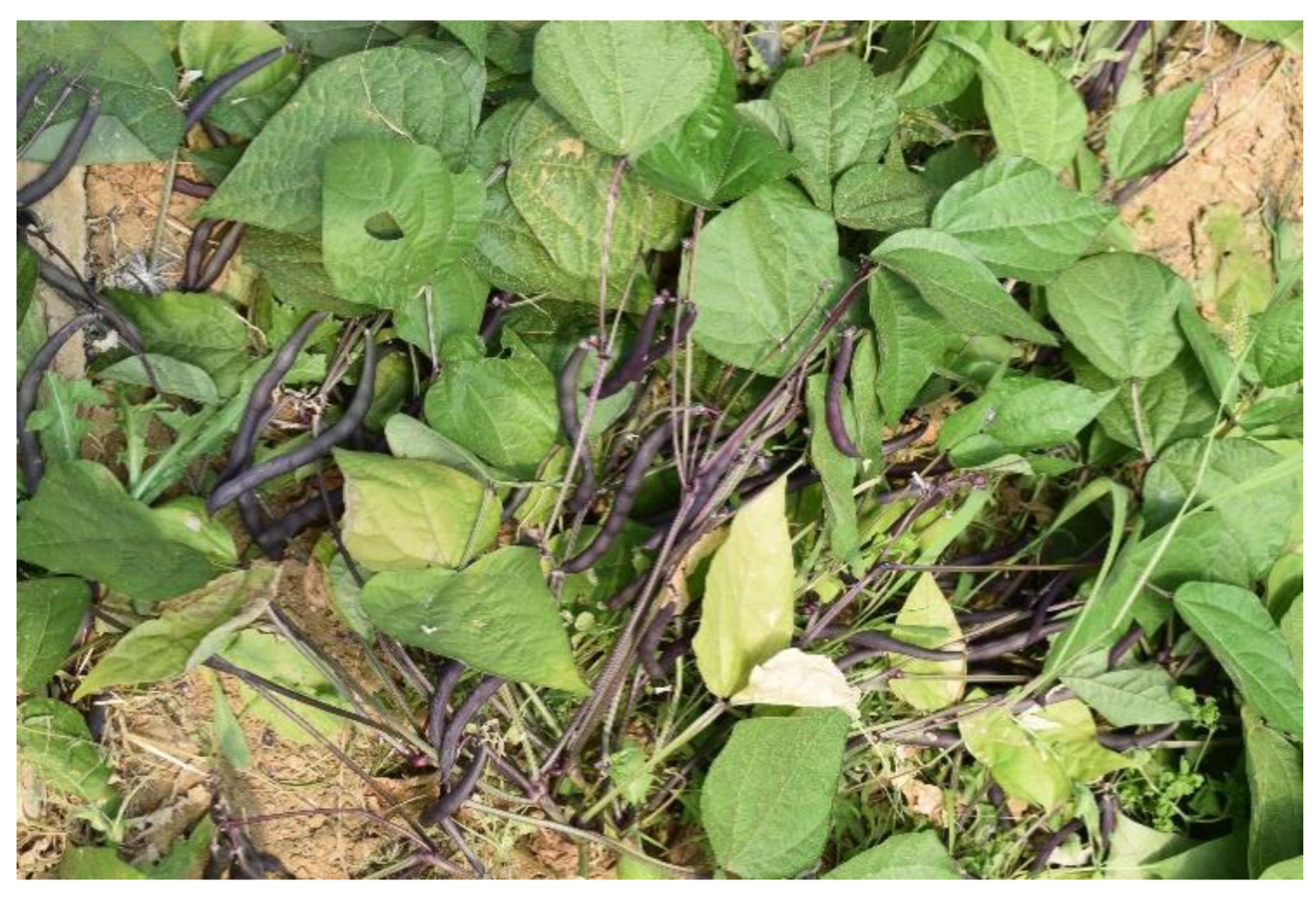 Sustainability 13 06869 g001