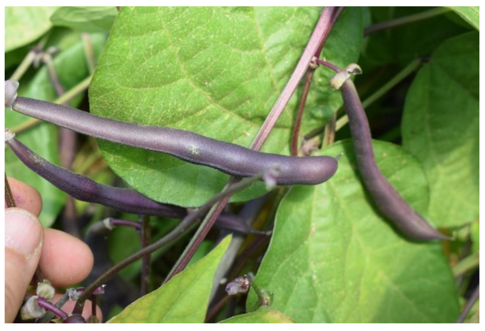 Sustainability 13 06869 g002