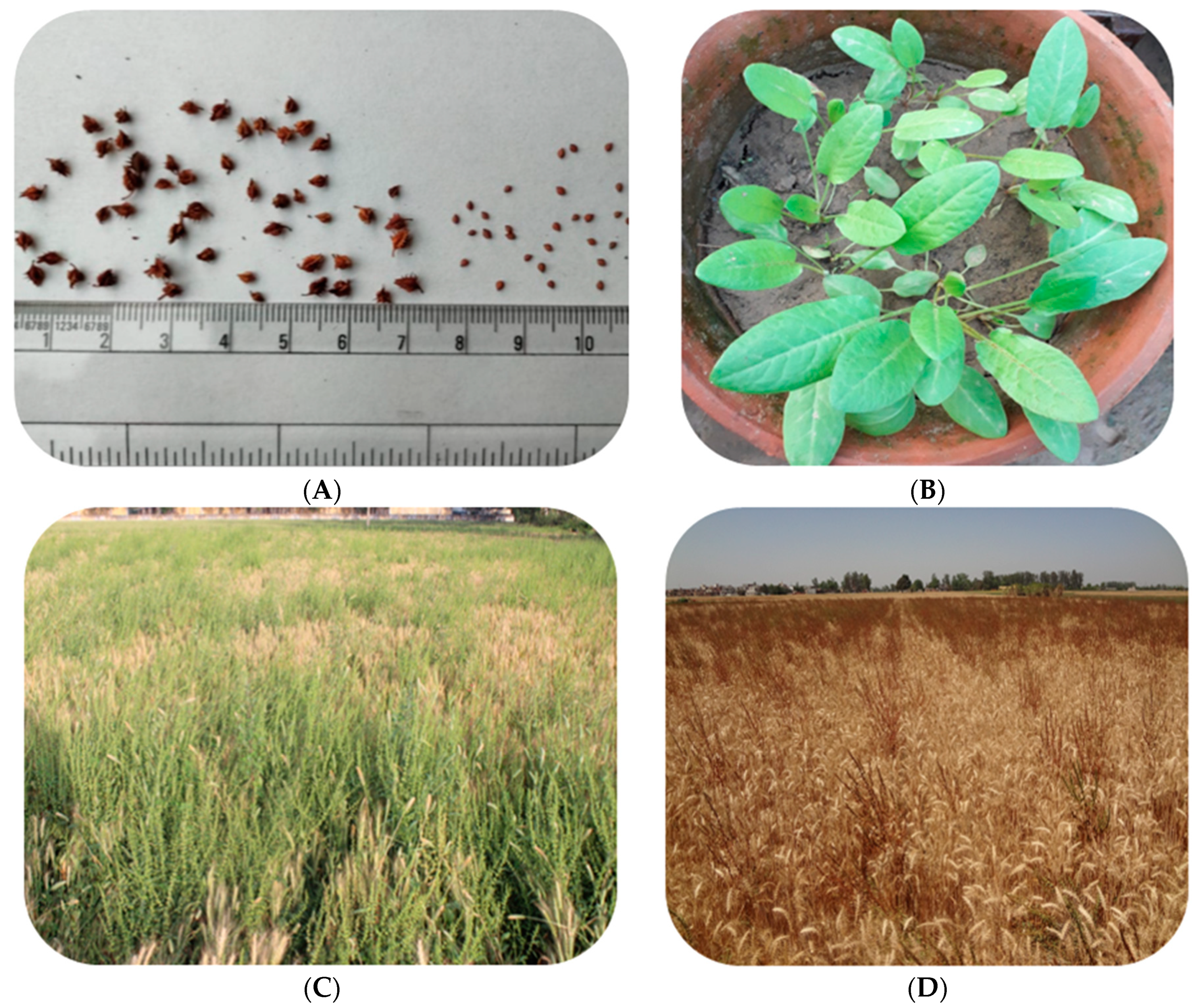 Sustainability 13 06947 g001