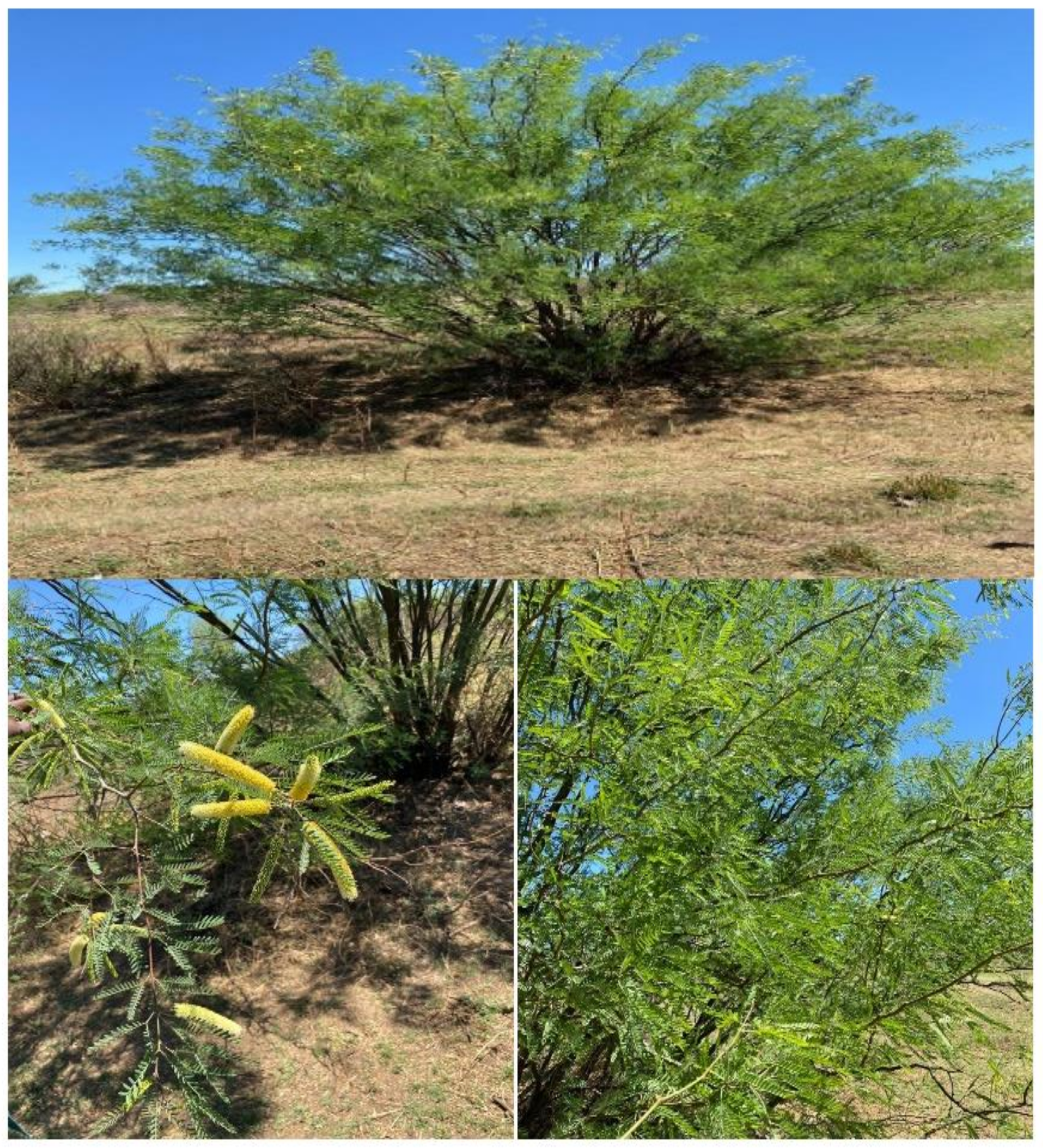 Sustainability 13 07369 g001