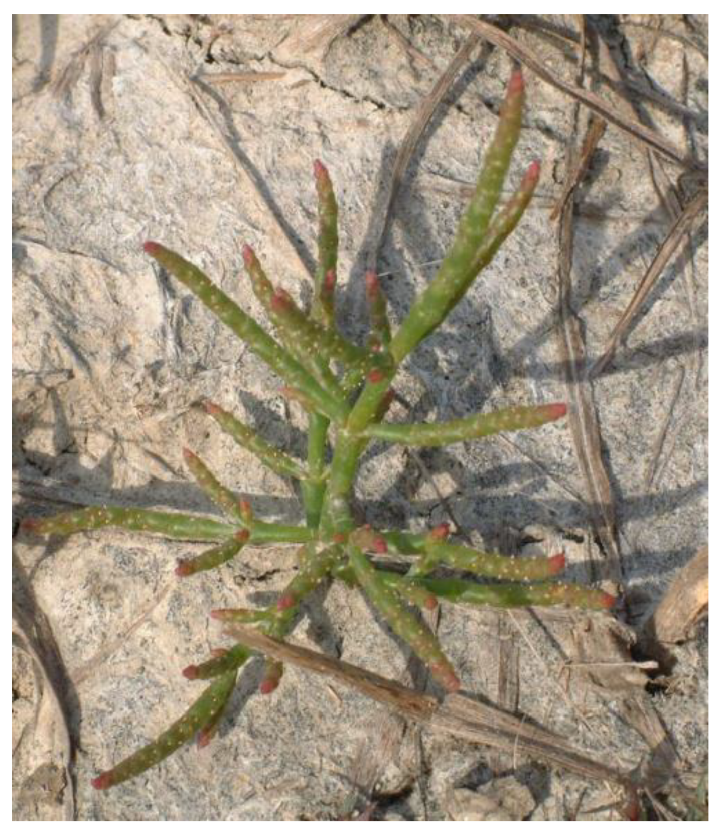 Sustainability 13 07891 g005