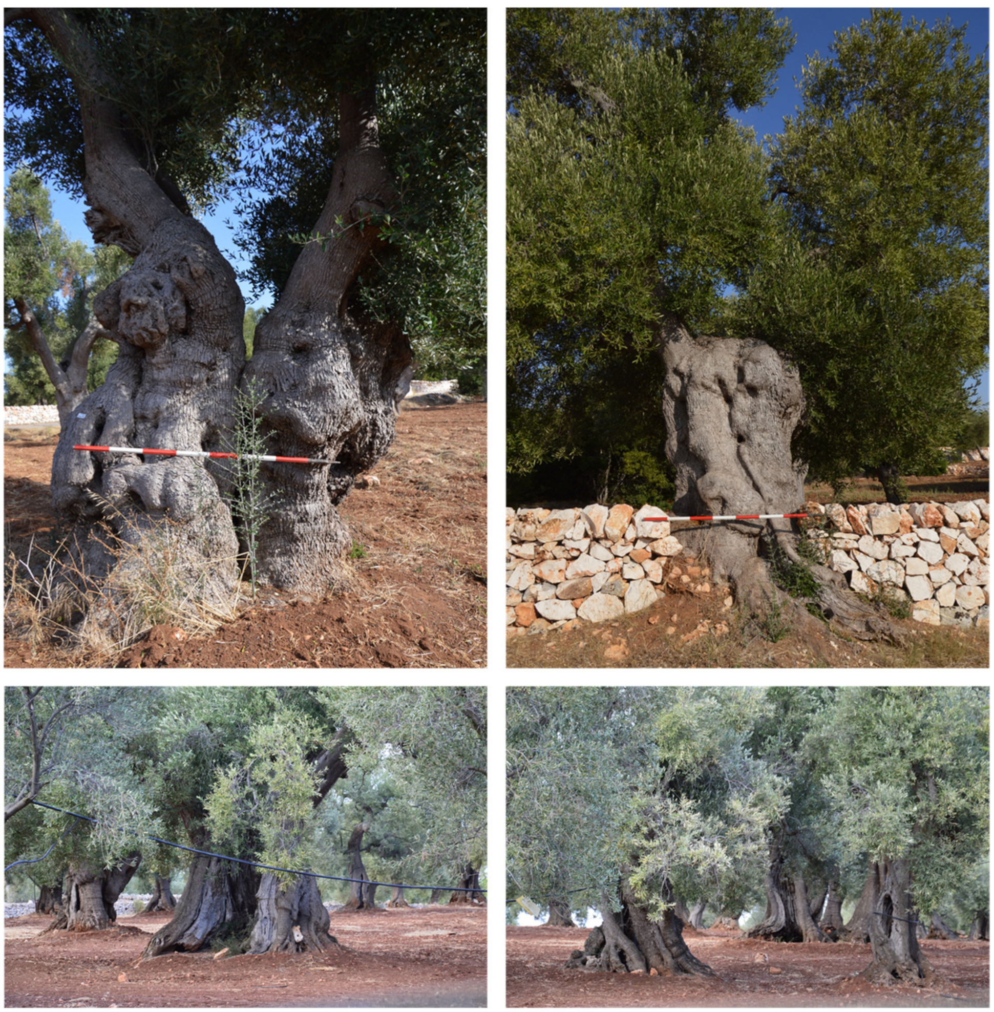 Sustainability 13 08778 g008