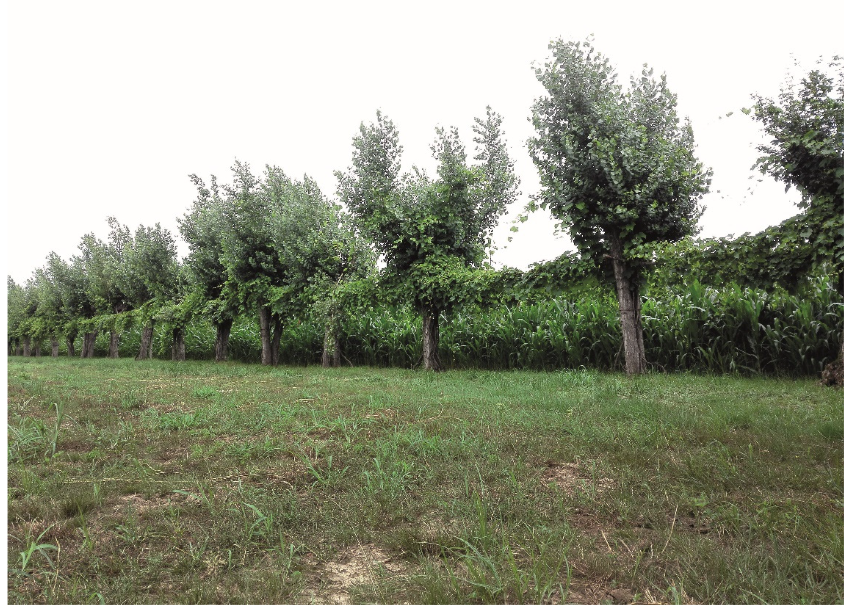 Sustainability 13 08879 g003