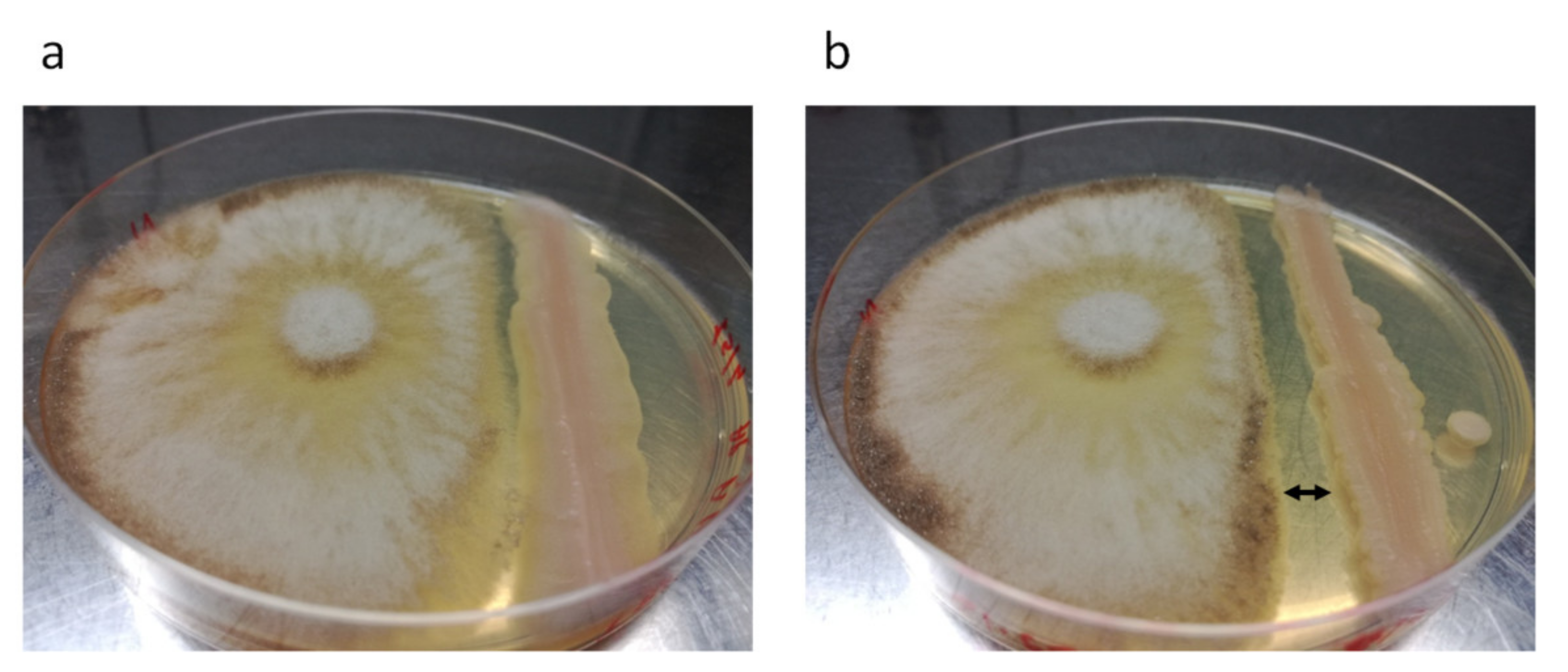 Sustainability 13 09389 g002