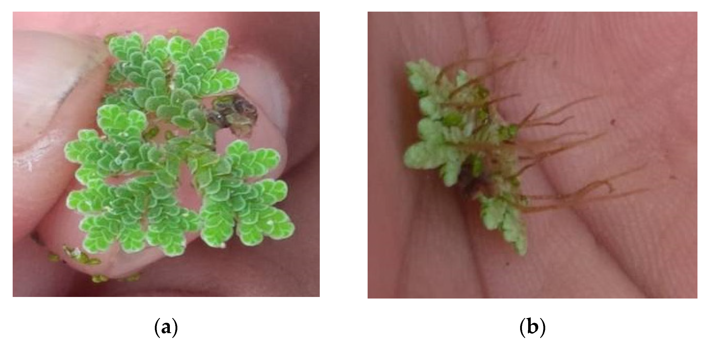 Sustainability 13 09588 g002