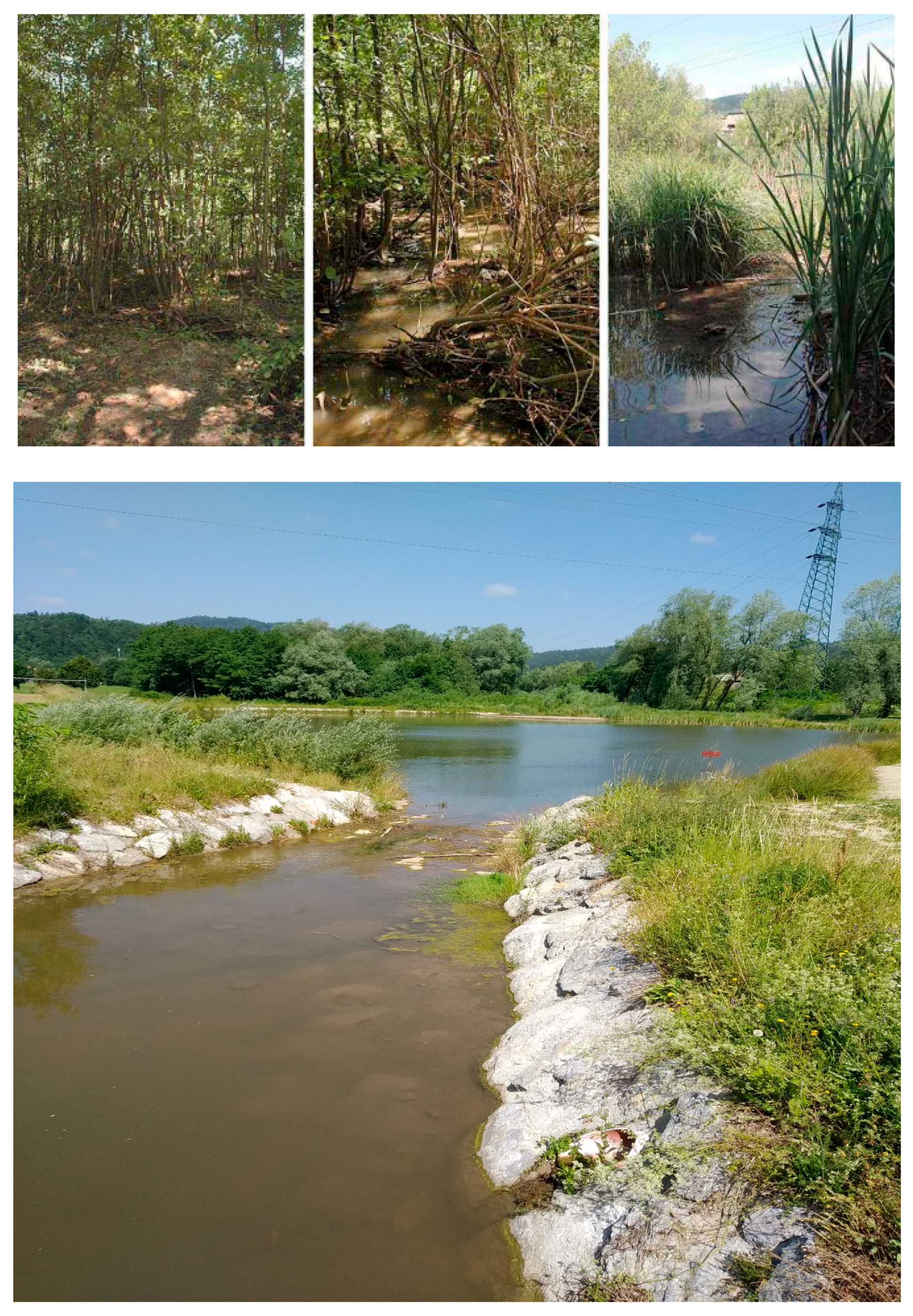 Sustainability 13 10099 g003