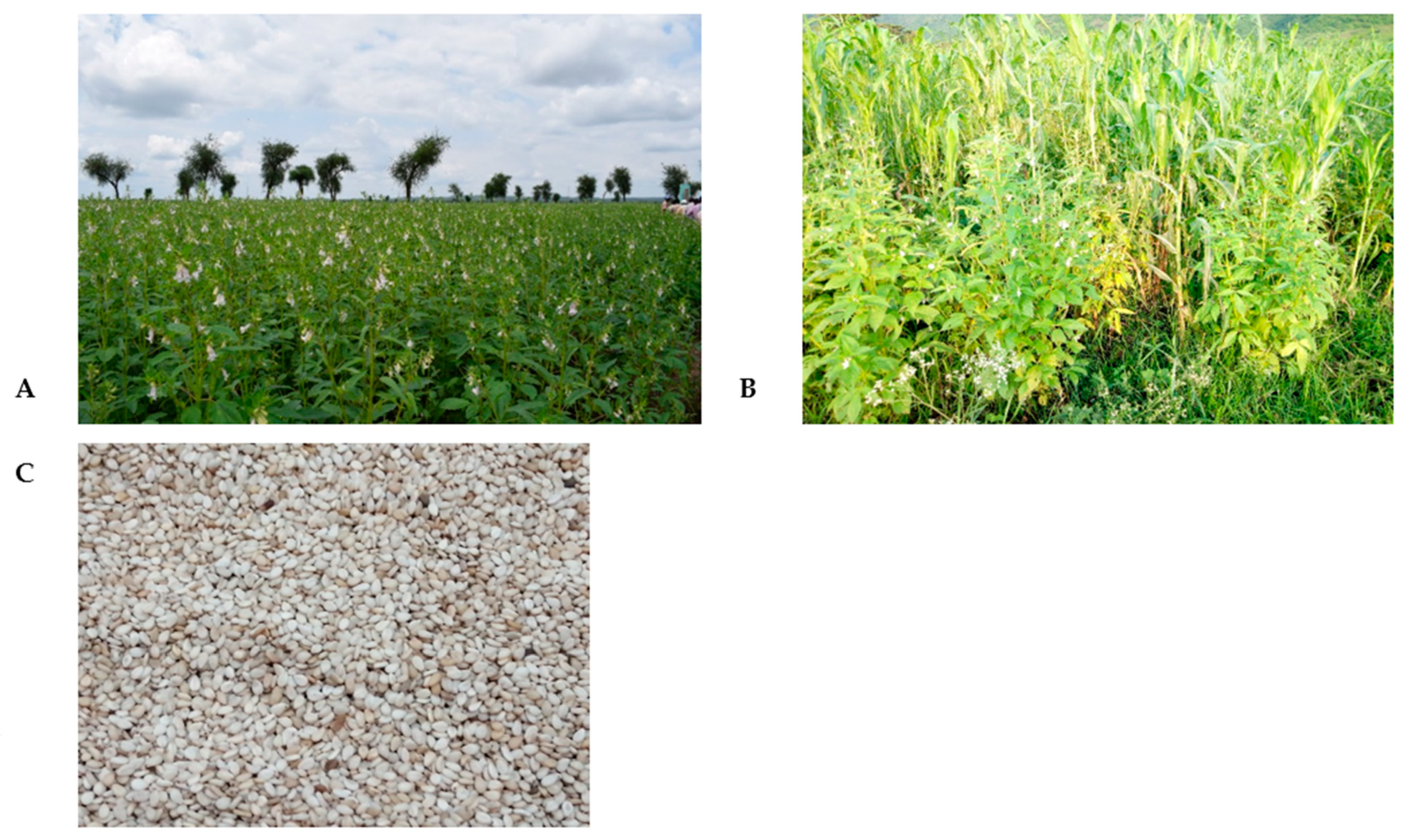 Sustainability 13 11202 g004