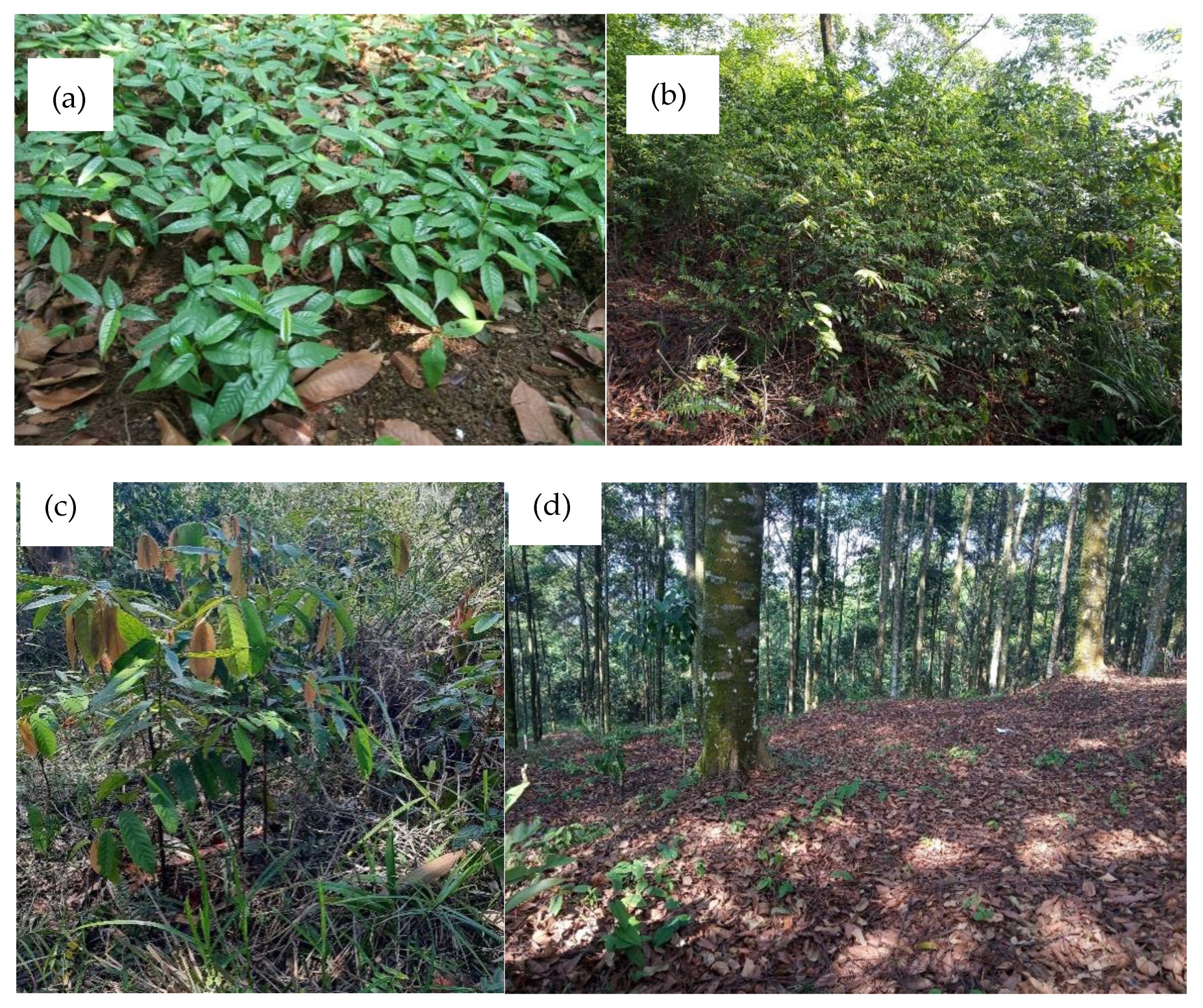 Sustainability 13 11950 g004