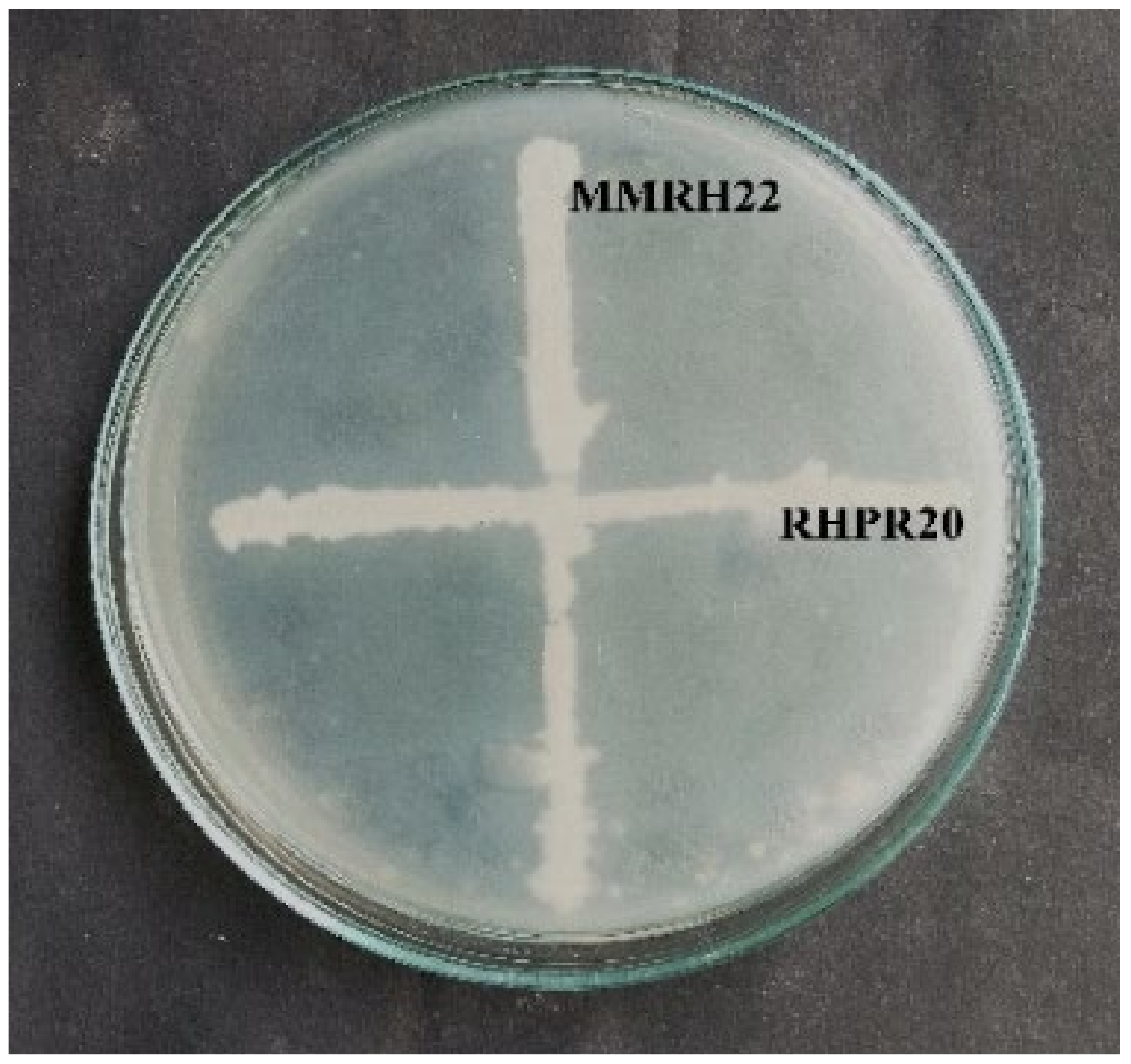 Sustainability 13 12091 g003