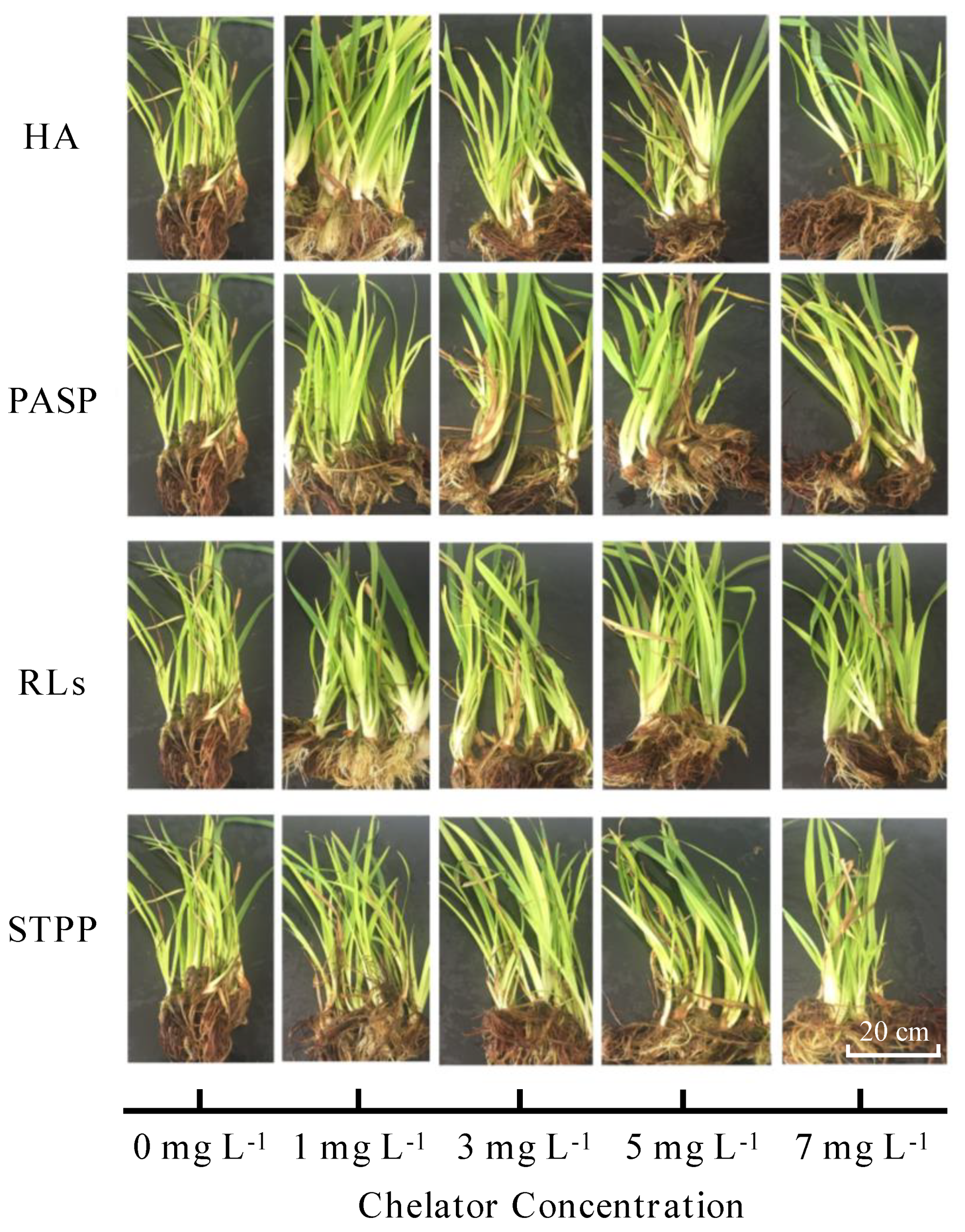 Sustainability 13 12170 g001