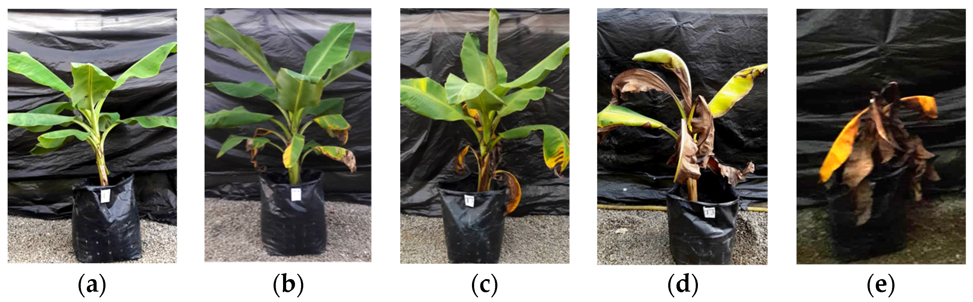 Sustainability 13 12335 g001