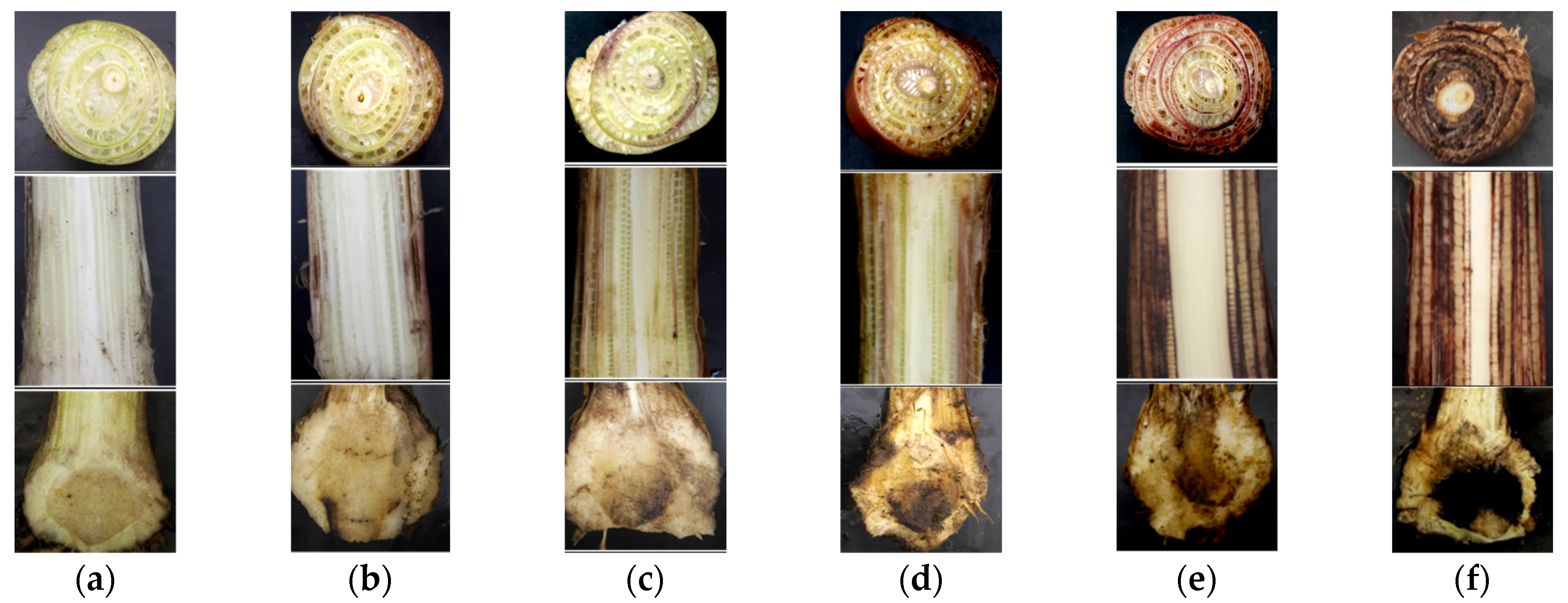 Sustainability 13 12335 g002