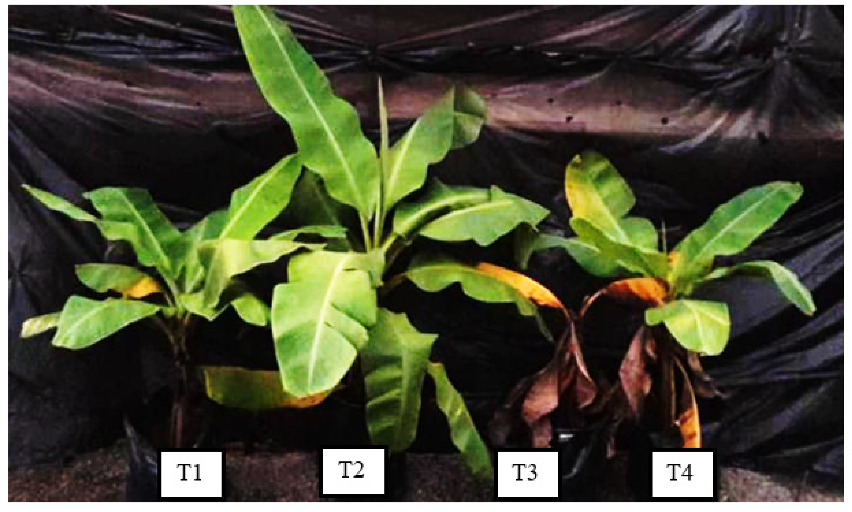 Sustainability 13 12335 g003