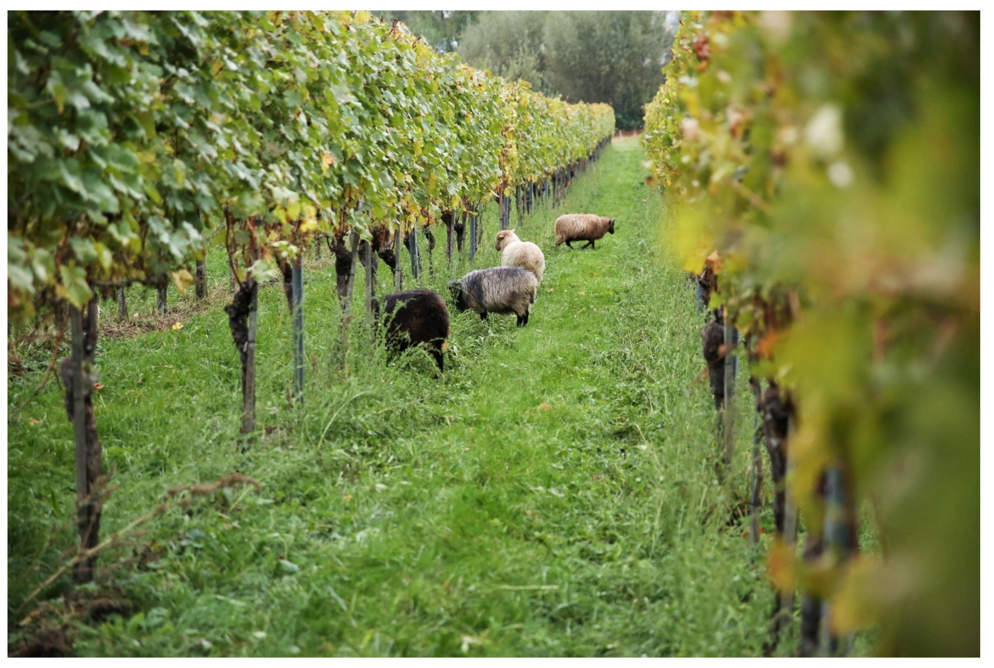 Sustainability 13 12340 g001