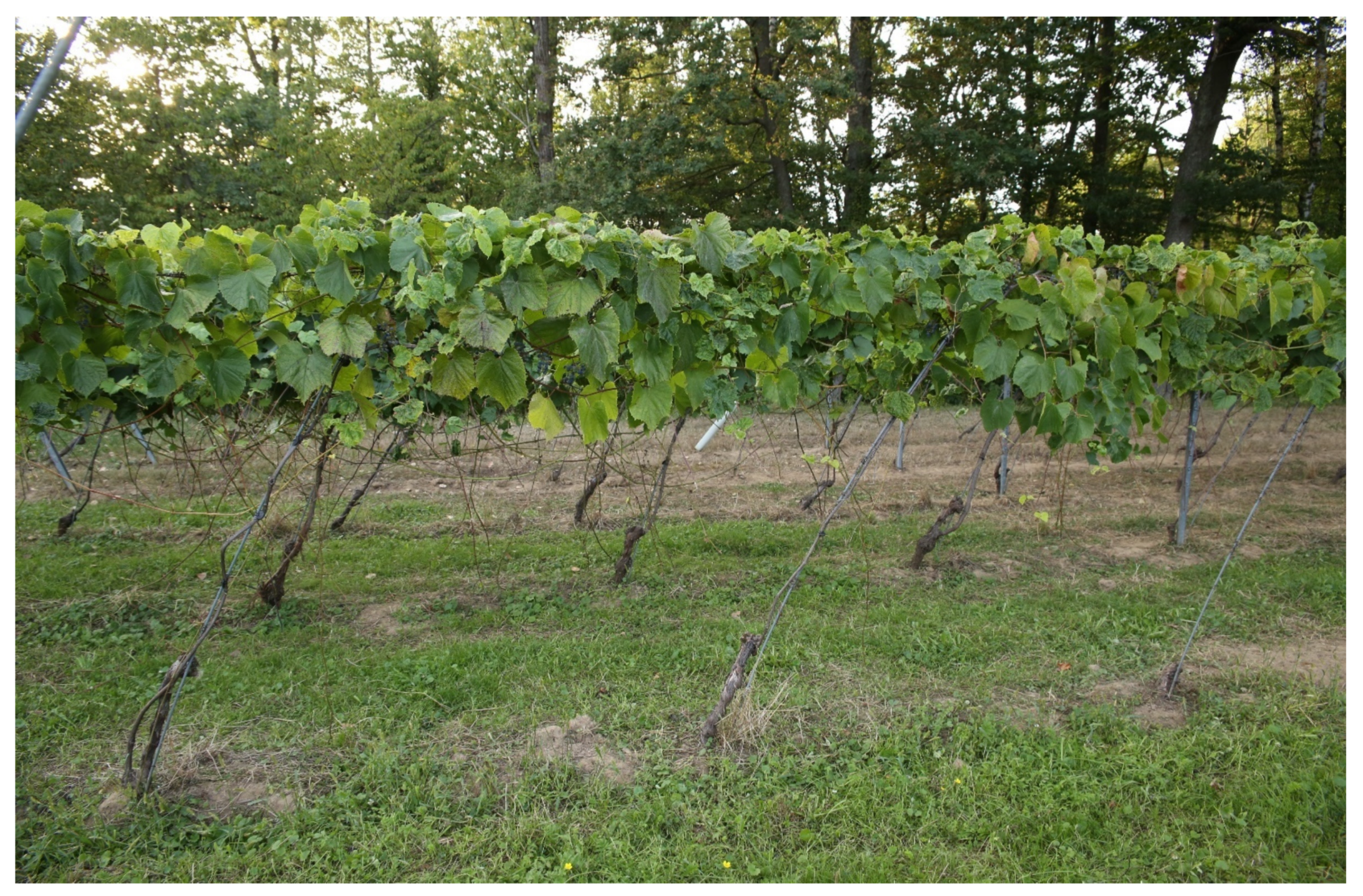 Sustainability 13 12340 g002