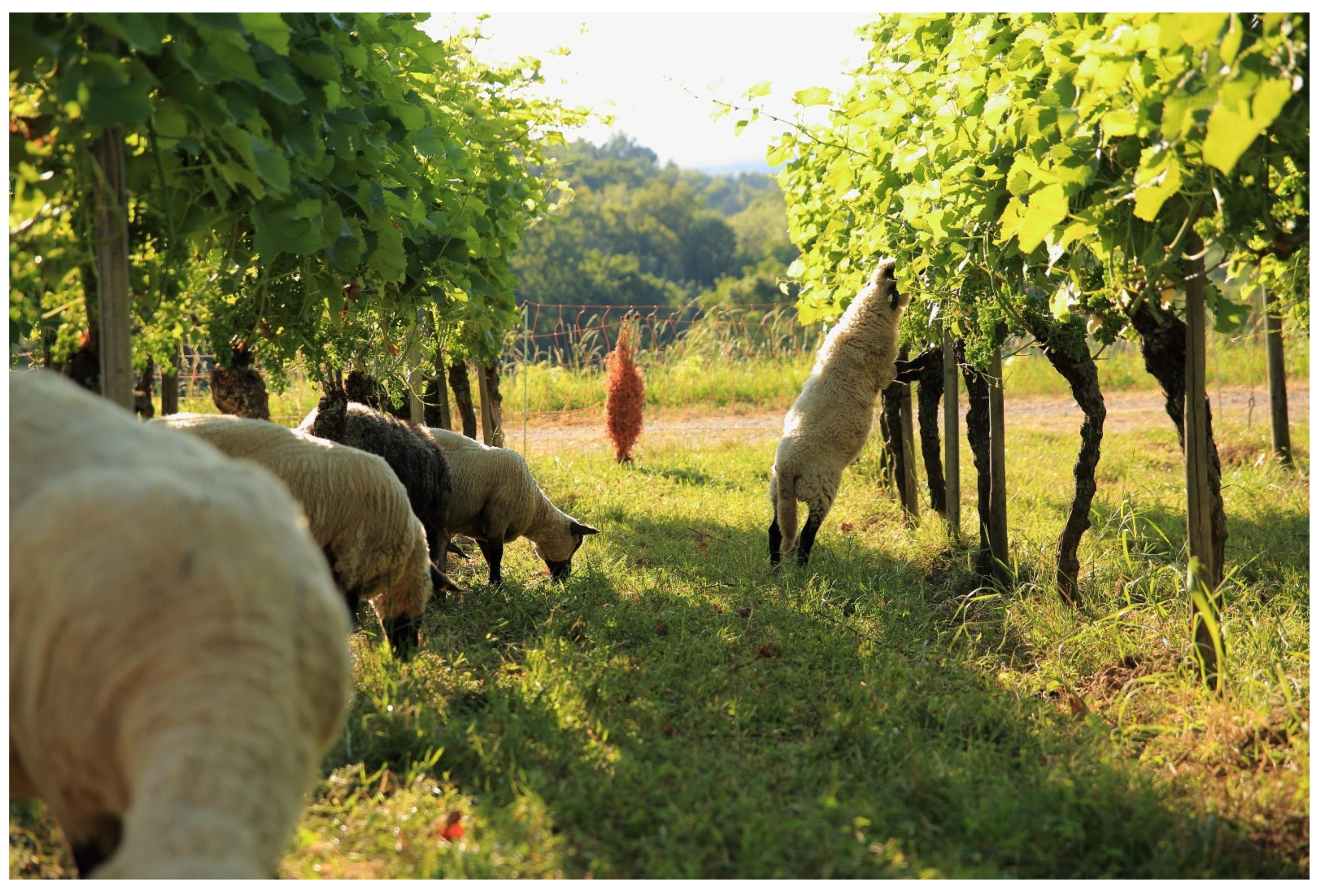 Sustainability 13 12340 g005