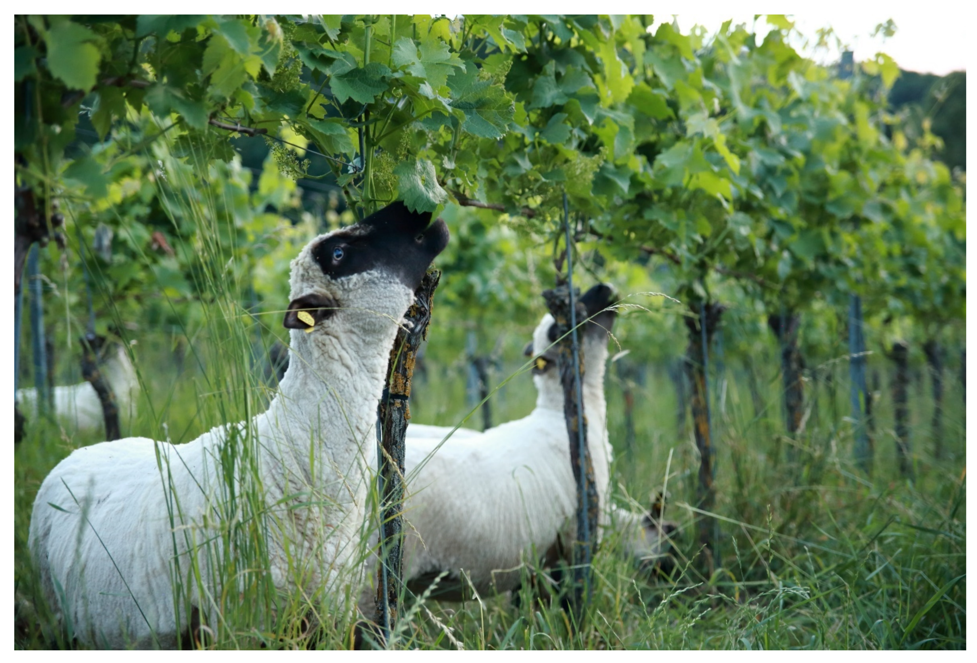 Sustainability 13 12340 g006