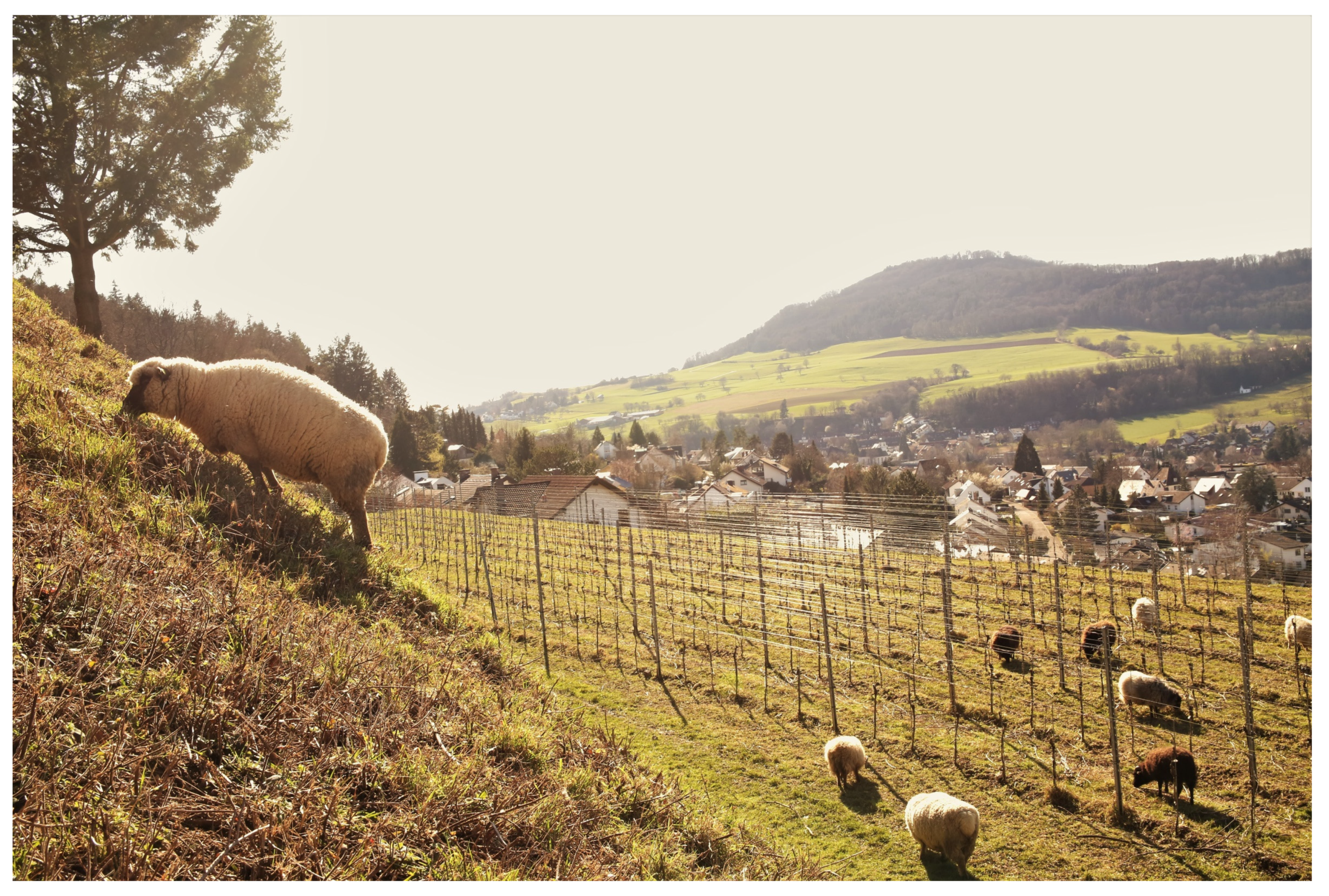 Sustainability 13 12340 g007