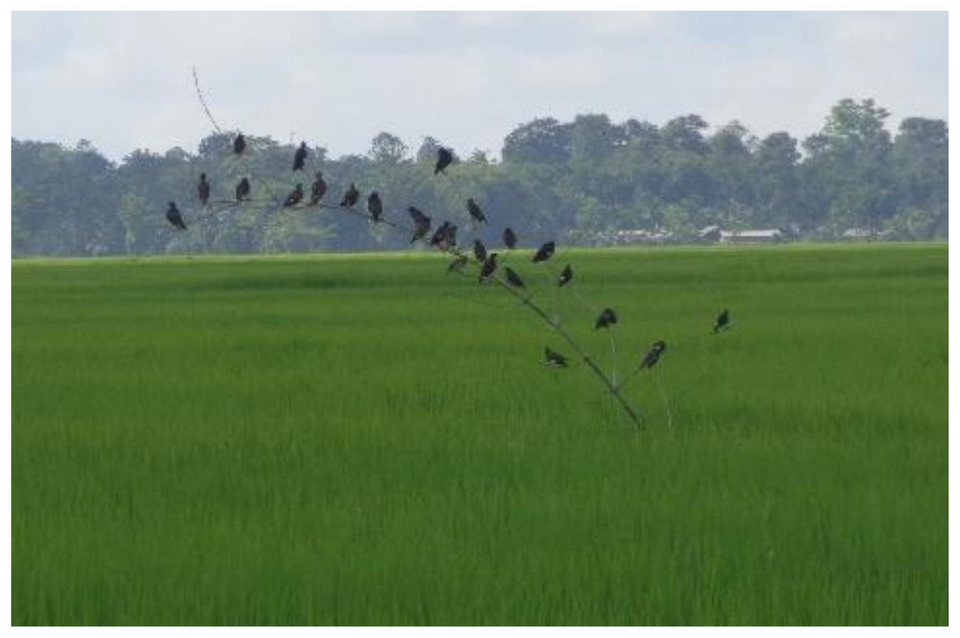 Sustainability 13 12824 g002