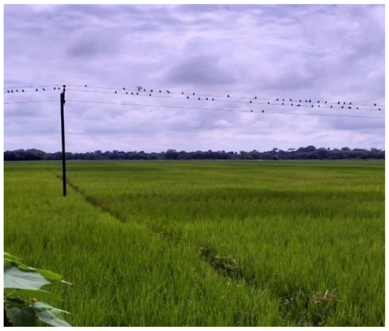 Sustainability 13 12824 g003