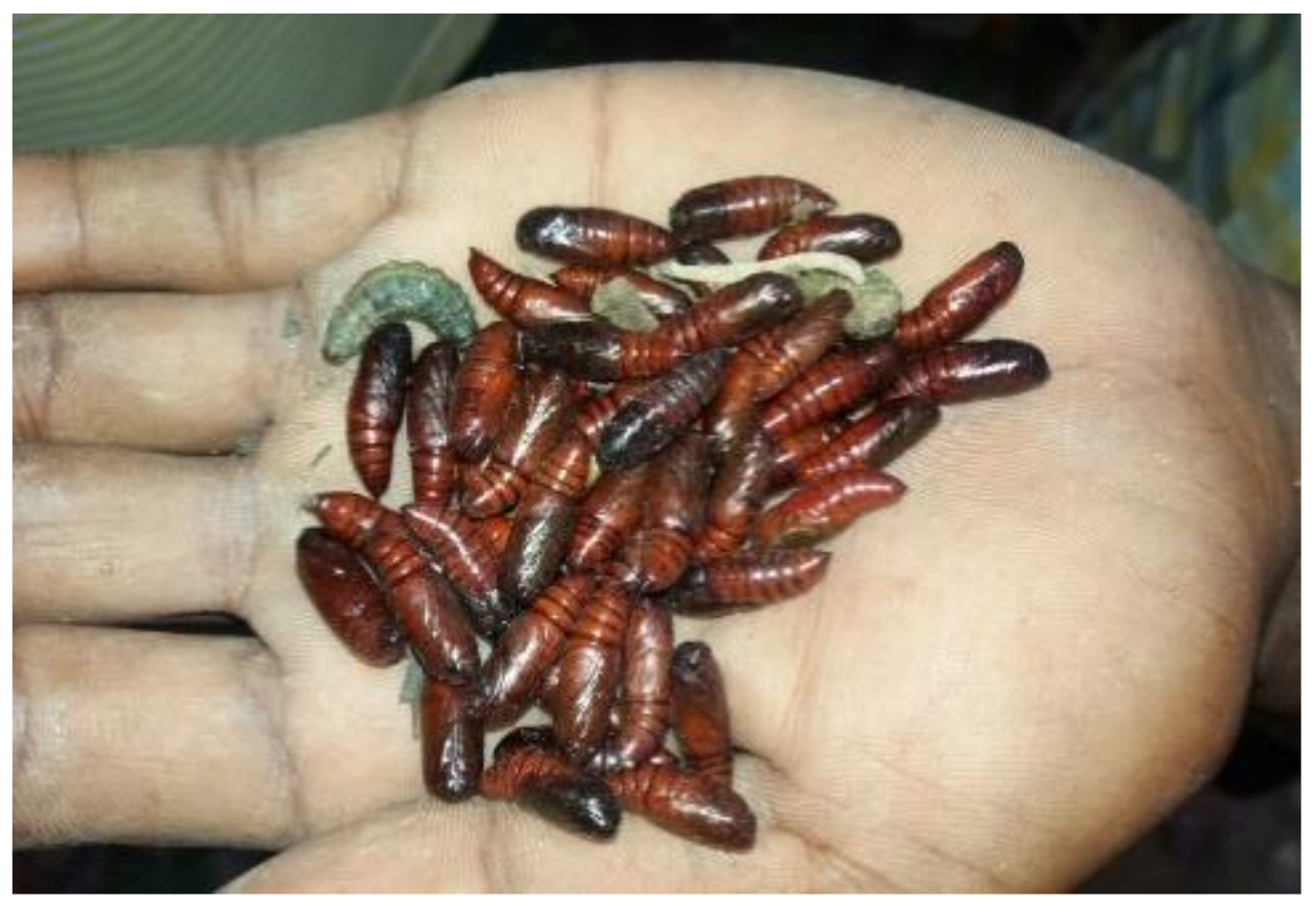 Sustainability 13 12824 g006