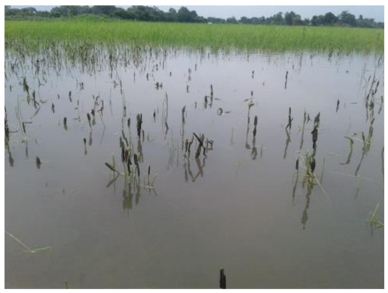 Sustainability 13 12824 g007