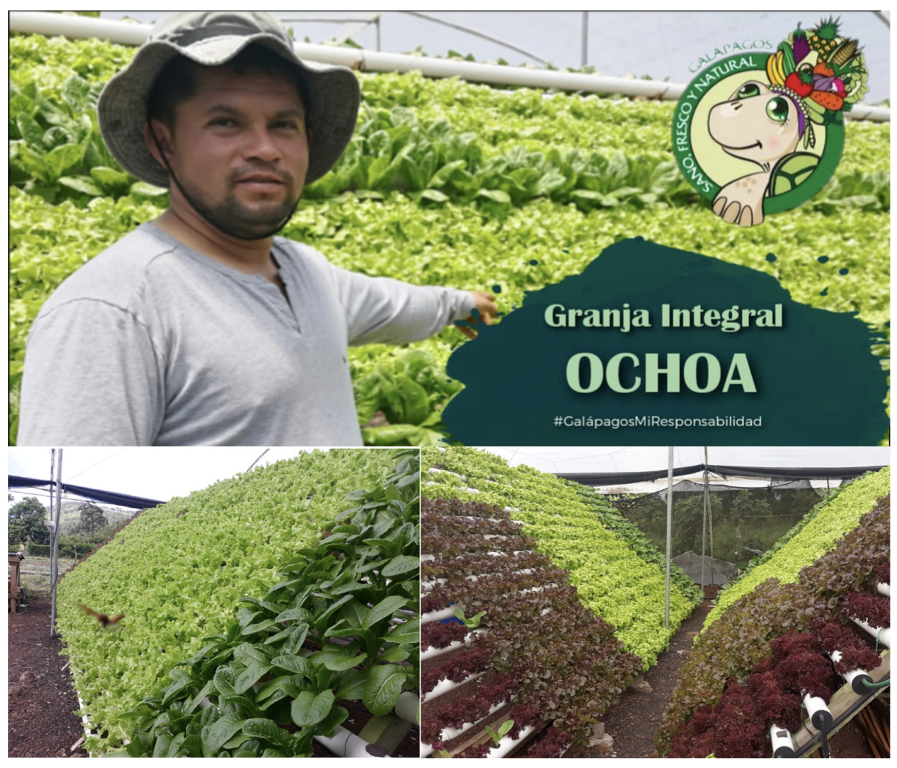 Sustainability 13 13094 g001