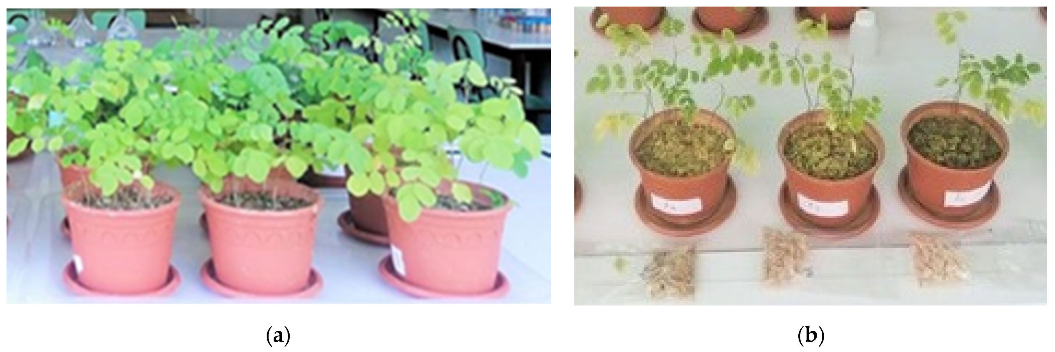 Sustainability 13 14021 g004