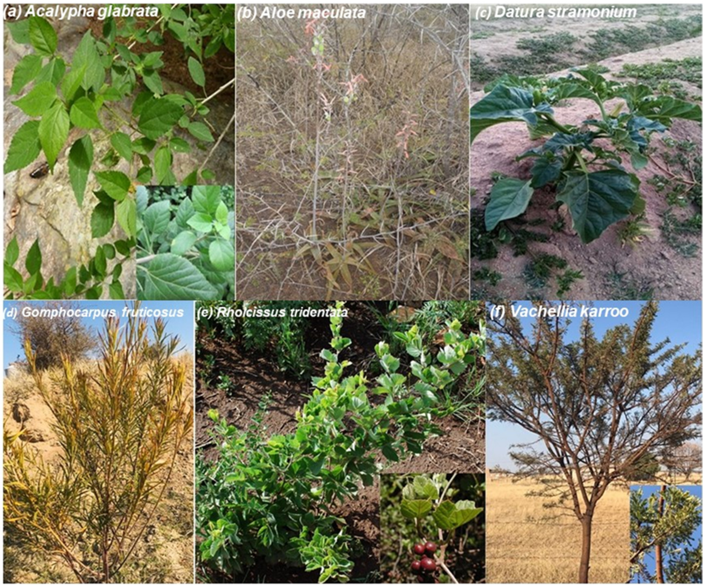 Sustainability 14 00177 g003