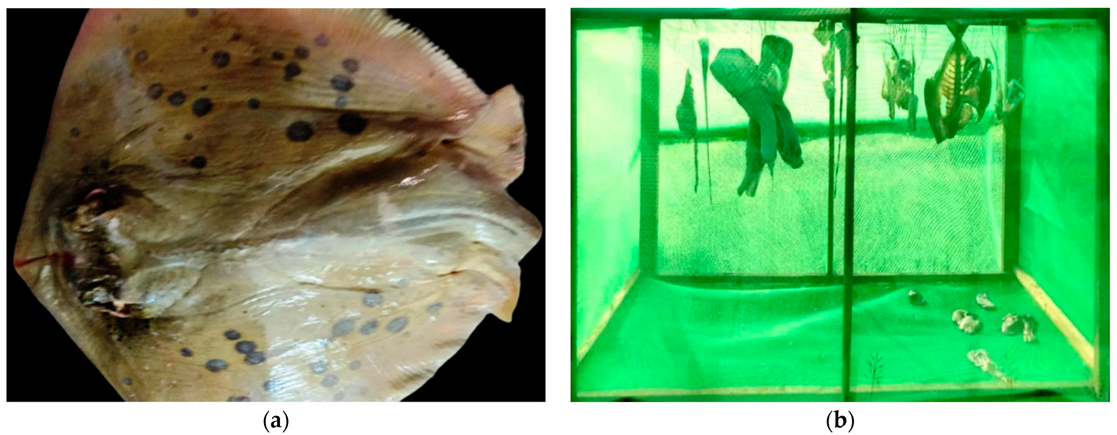 Sustainability 14 01203 g001