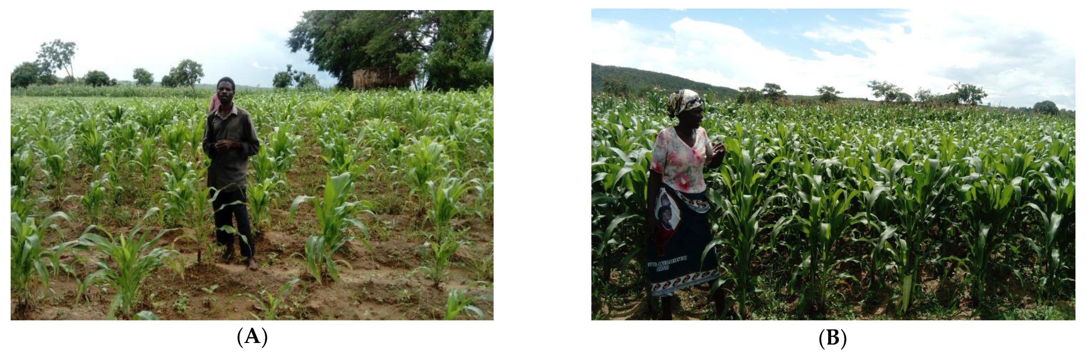 Sustainability 14 01532 g004