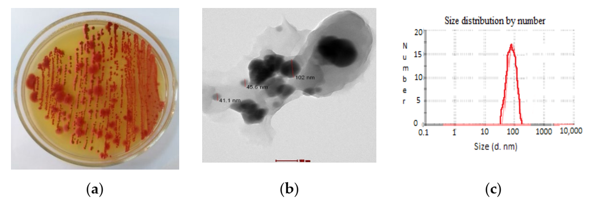 Sustainability 14 01784 g002