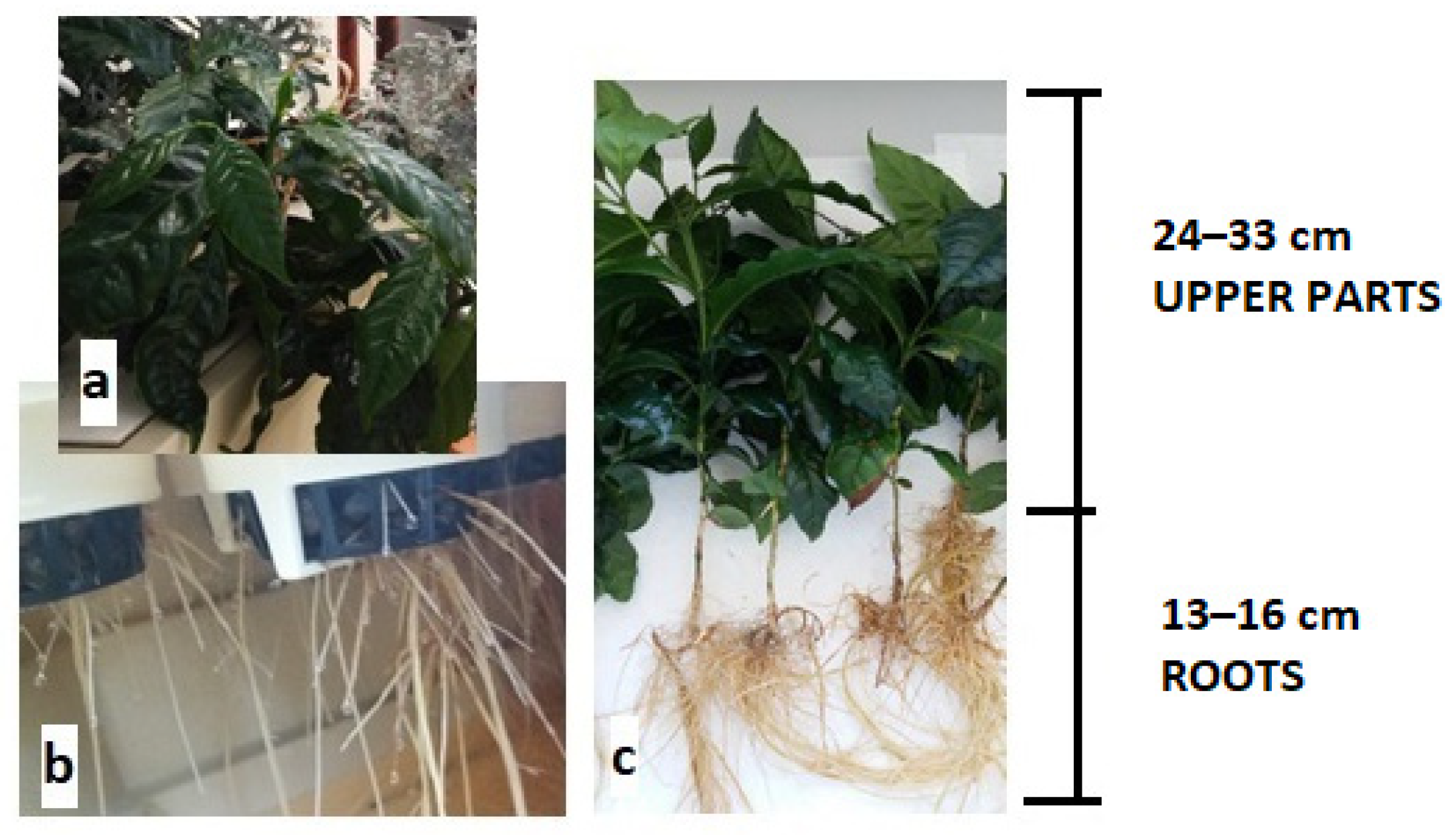 Sustainability 14 02421 g002