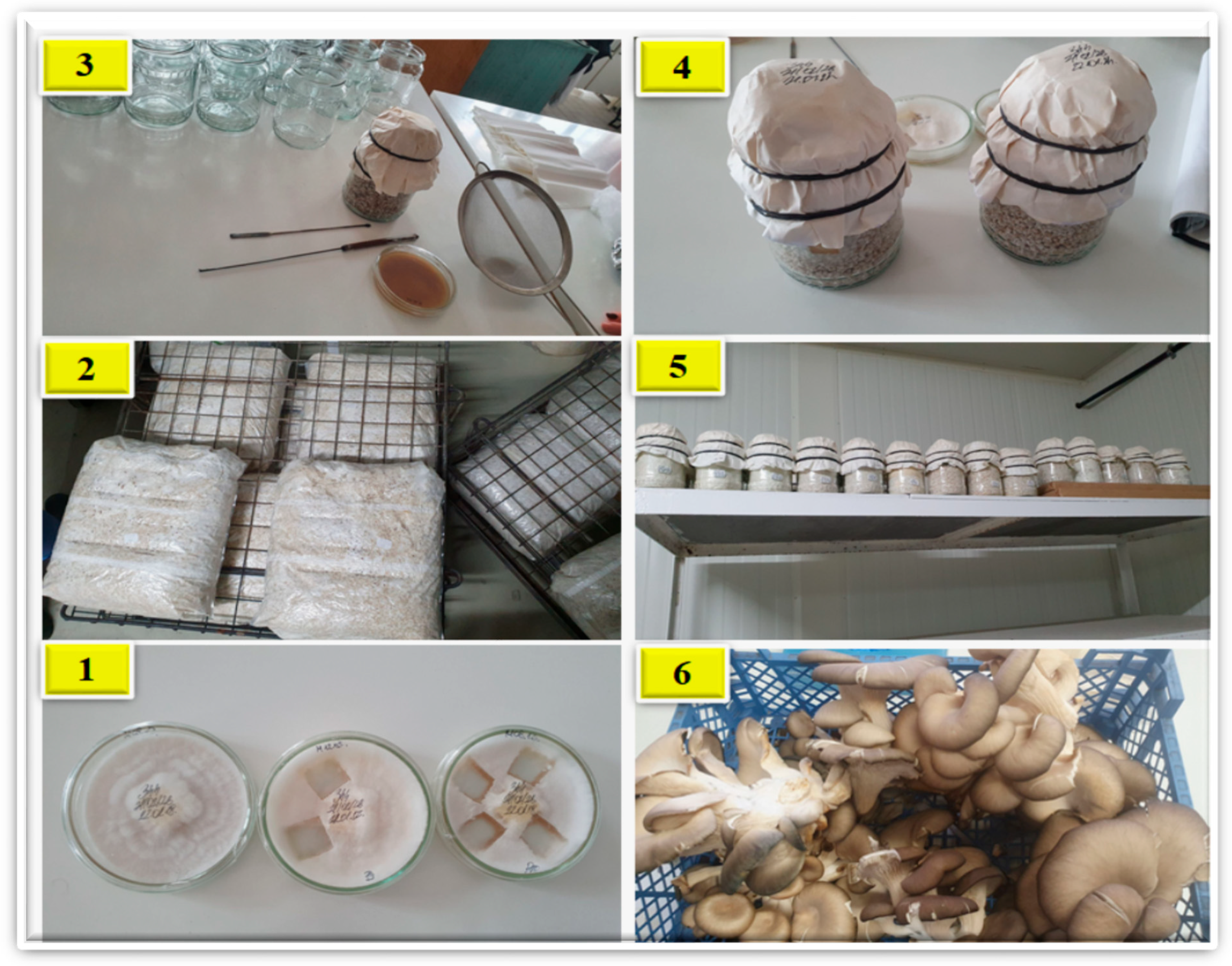 Sustainability 14 03667 g002