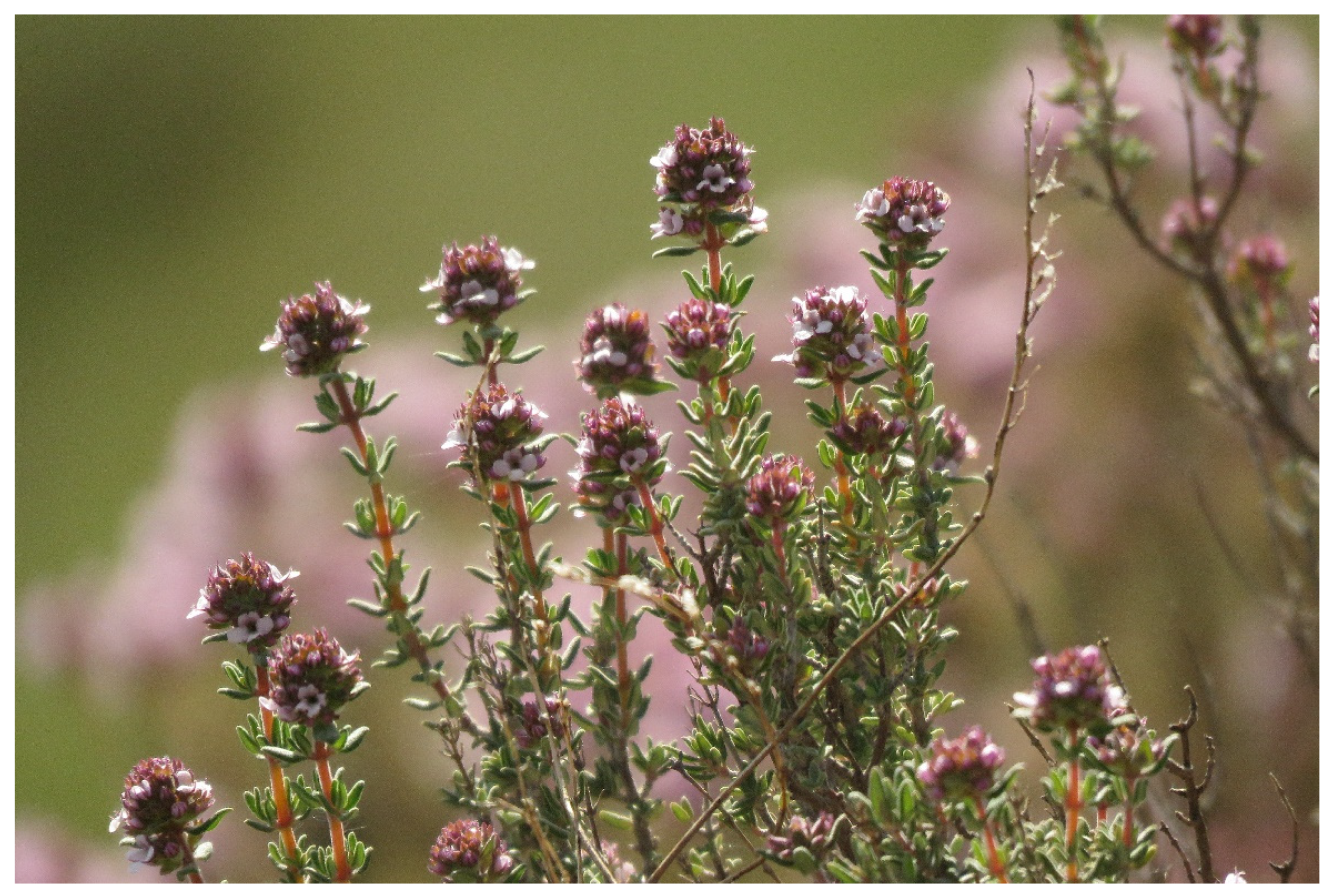 Sustainability 14 03981 g005 Sustainability 14 03981 g005