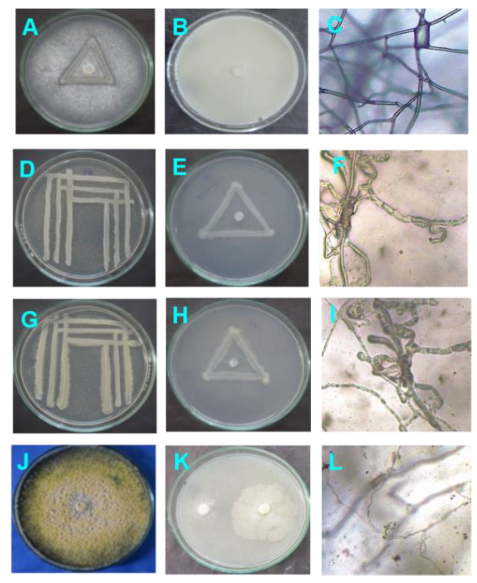 Sustainability 14 04383 g001