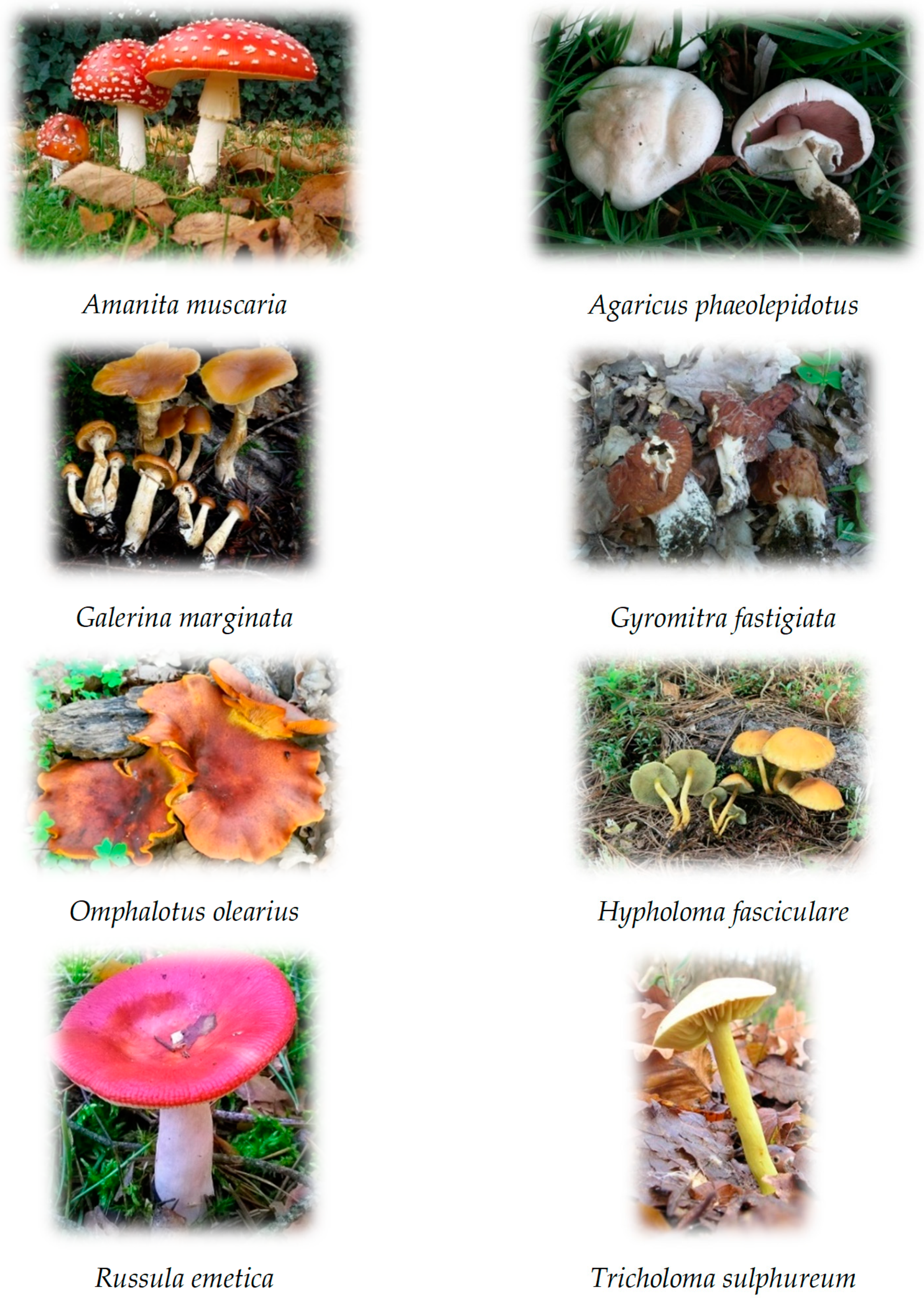 Sustainability 14 04941 g004 Sustainability 14 04941 g004