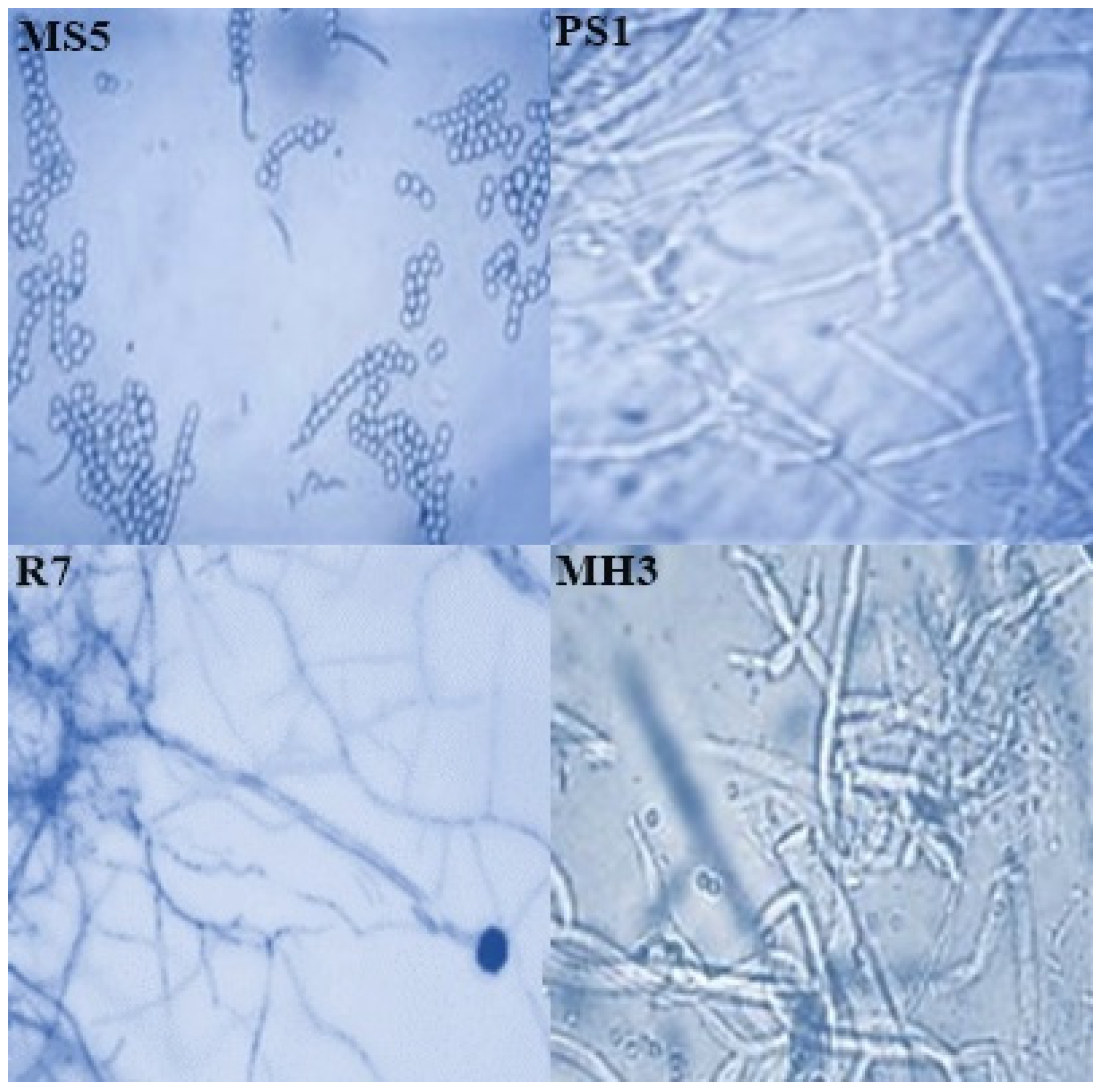 Sustainability 14 05531 g003