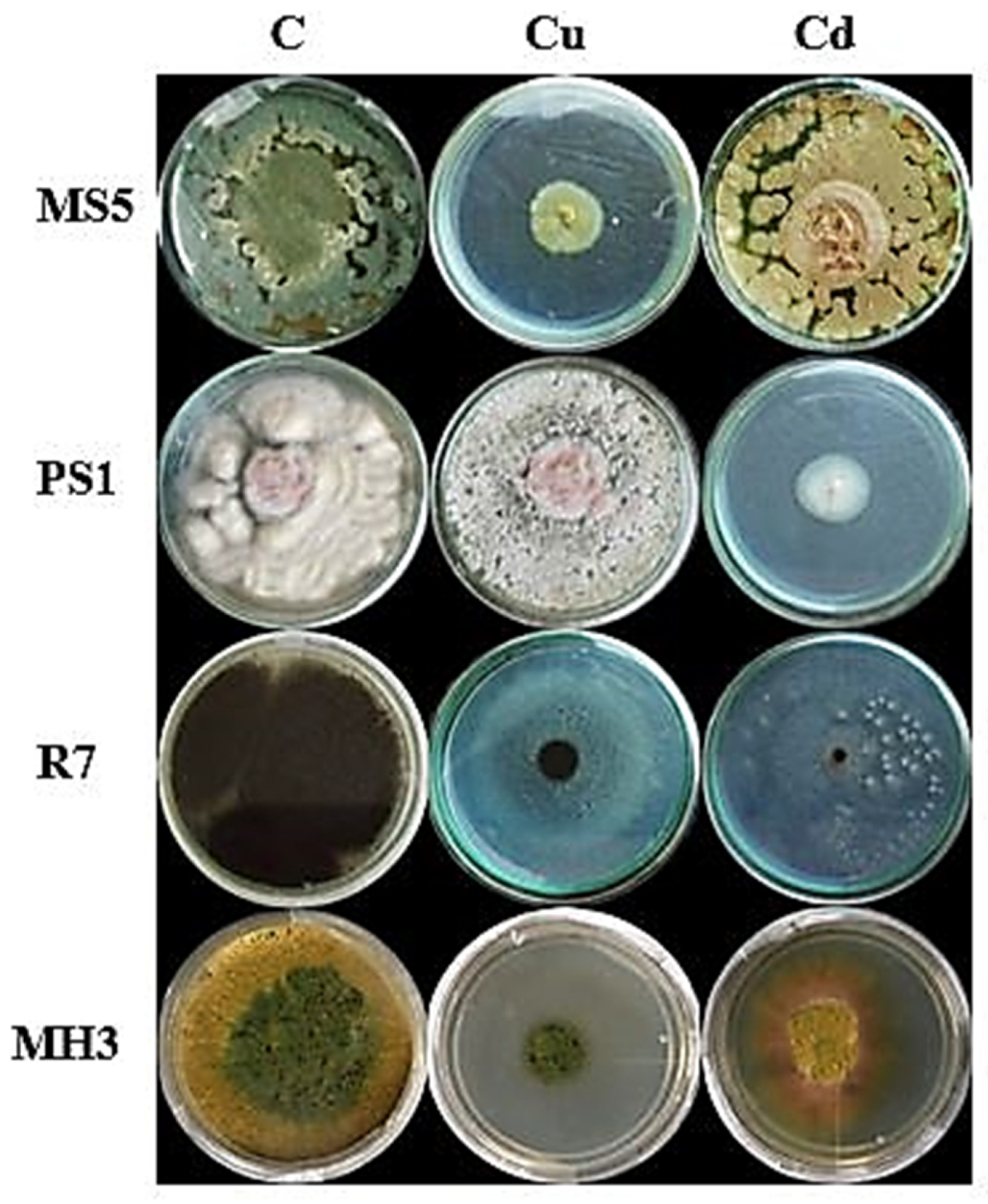 Sustainability 14 05531 g005