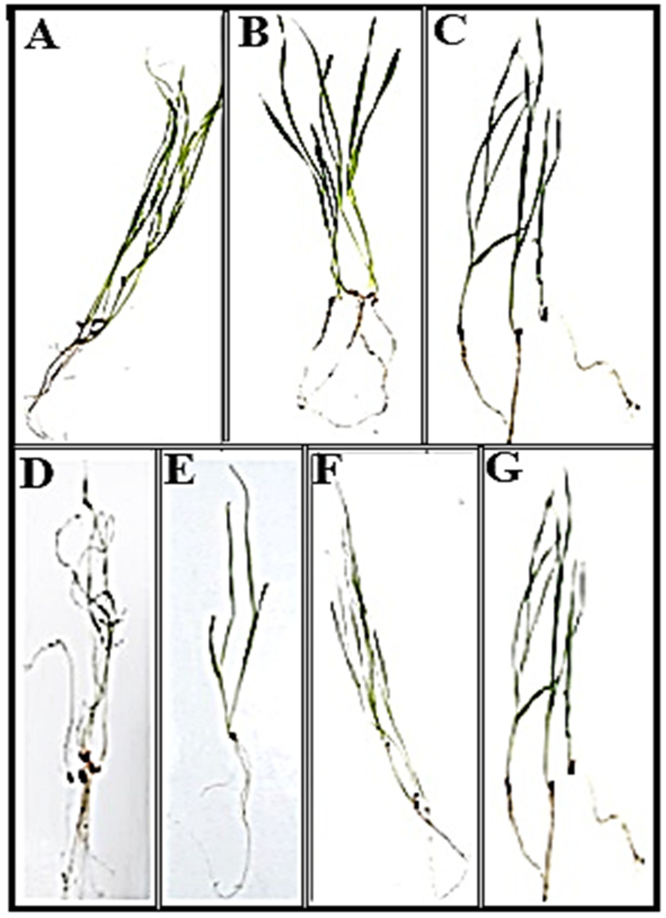 Sustainability 14 05531 g007