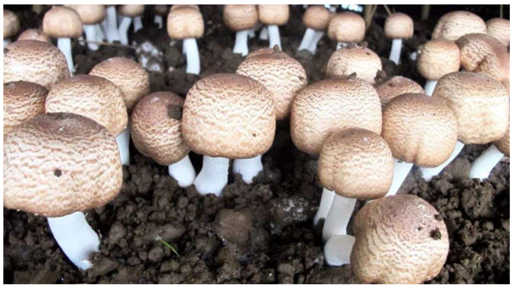 Sustainability 14 06166 g0a1