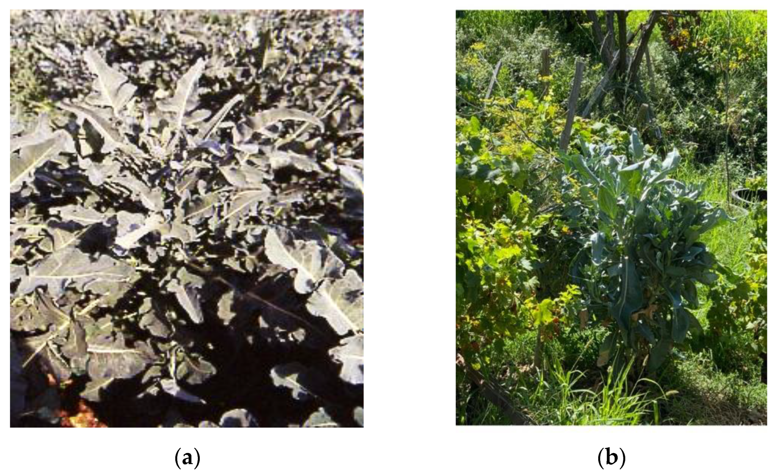 Sustainability 14 06417 g003