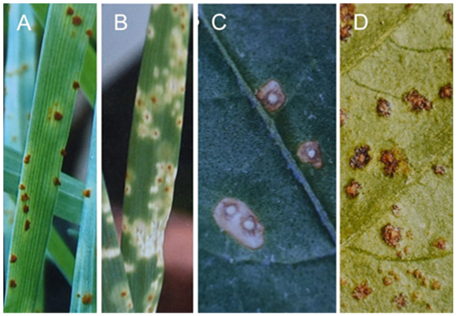 Sustainability 14 06458 g001