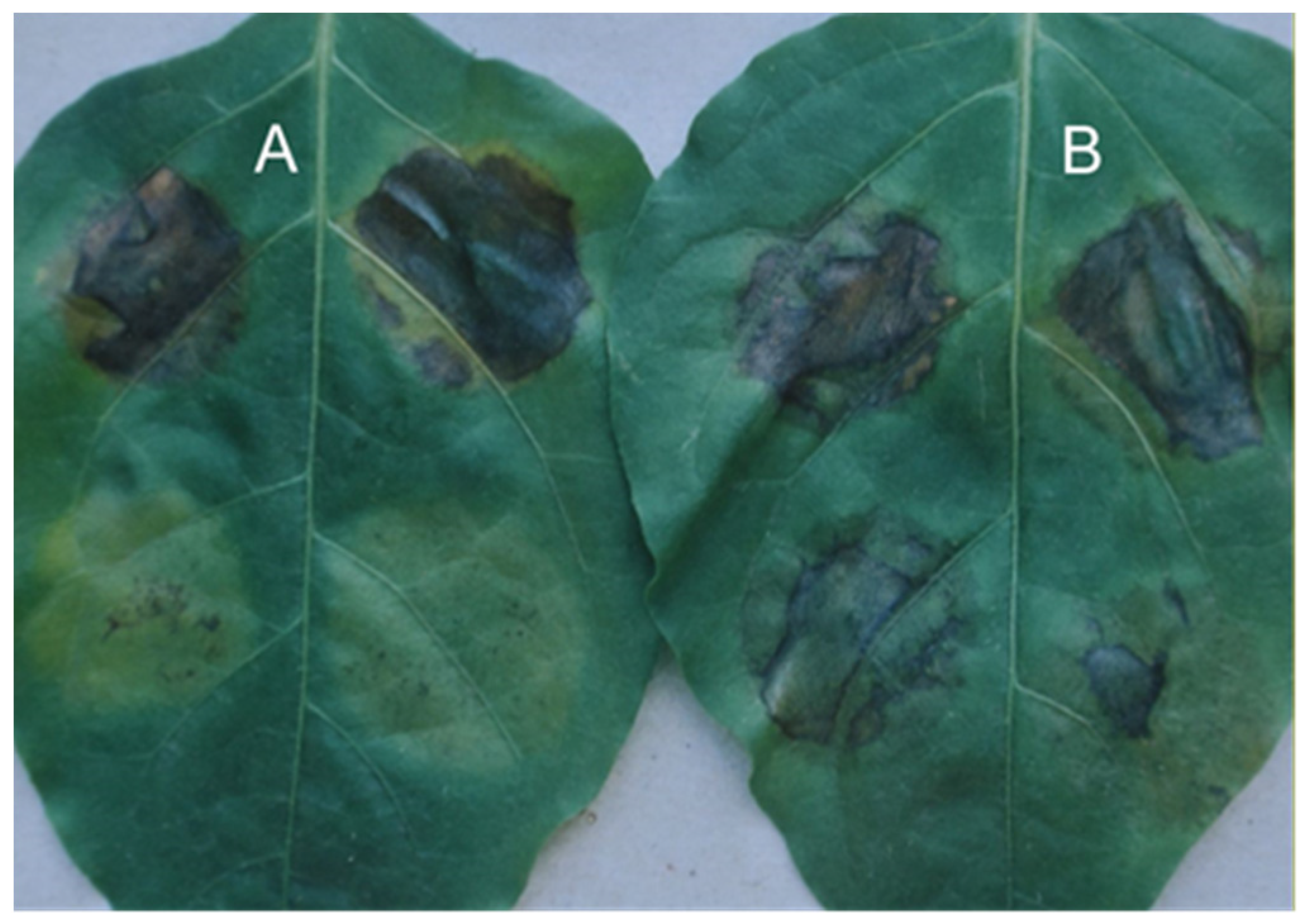 Sustainability 14 06458 g011